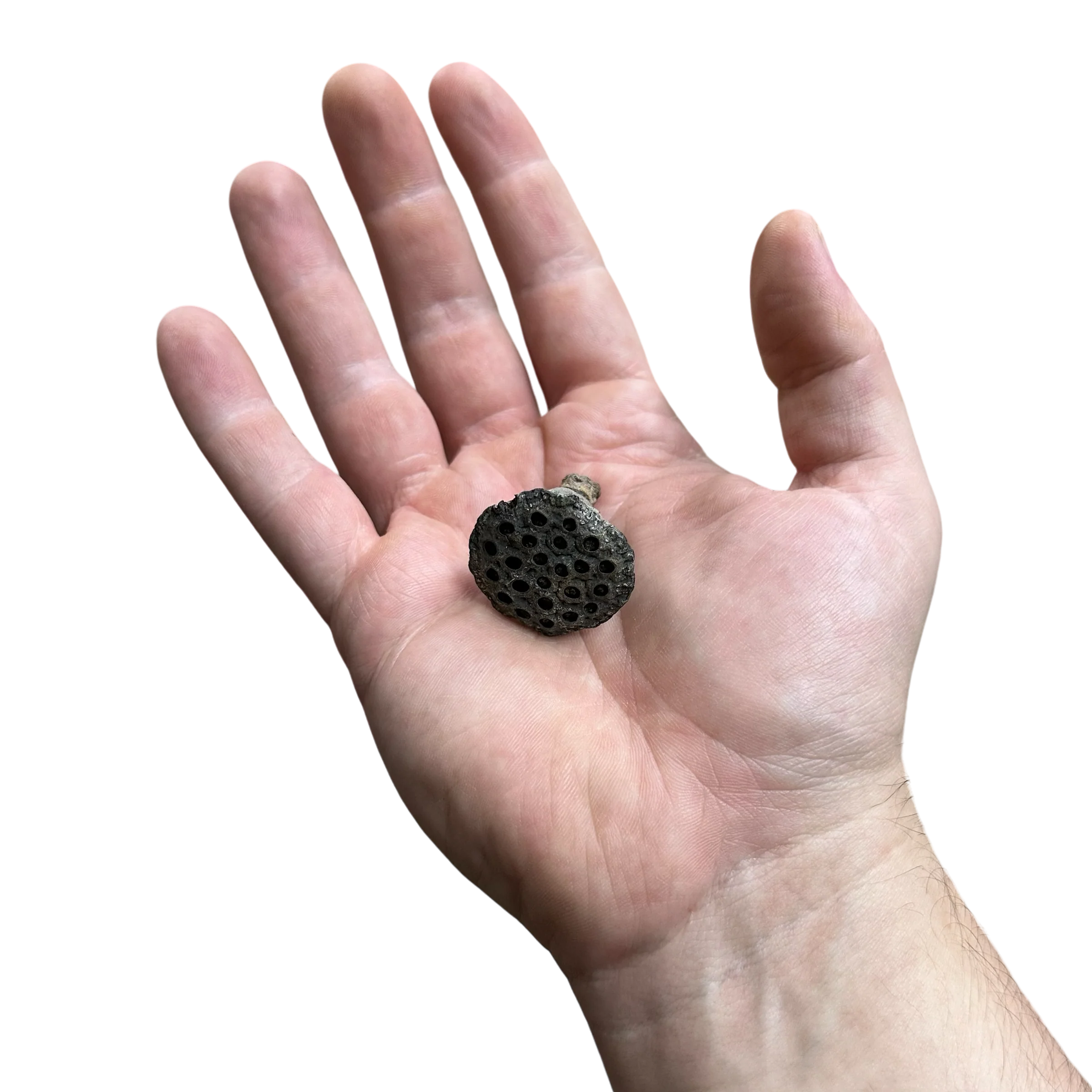 Lotus Head Seed Pod - Micro - Image 2