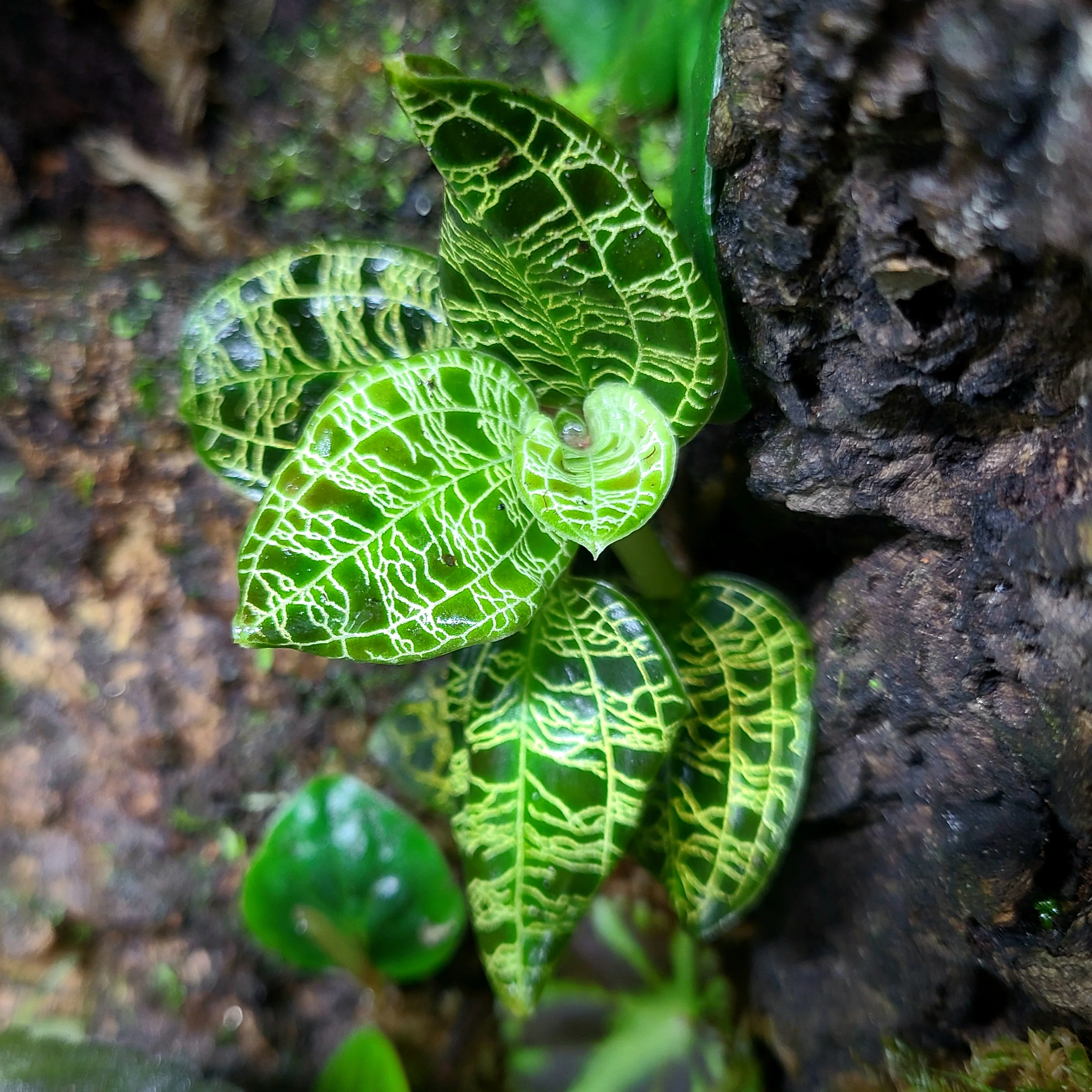 Macodes petola - Image 2