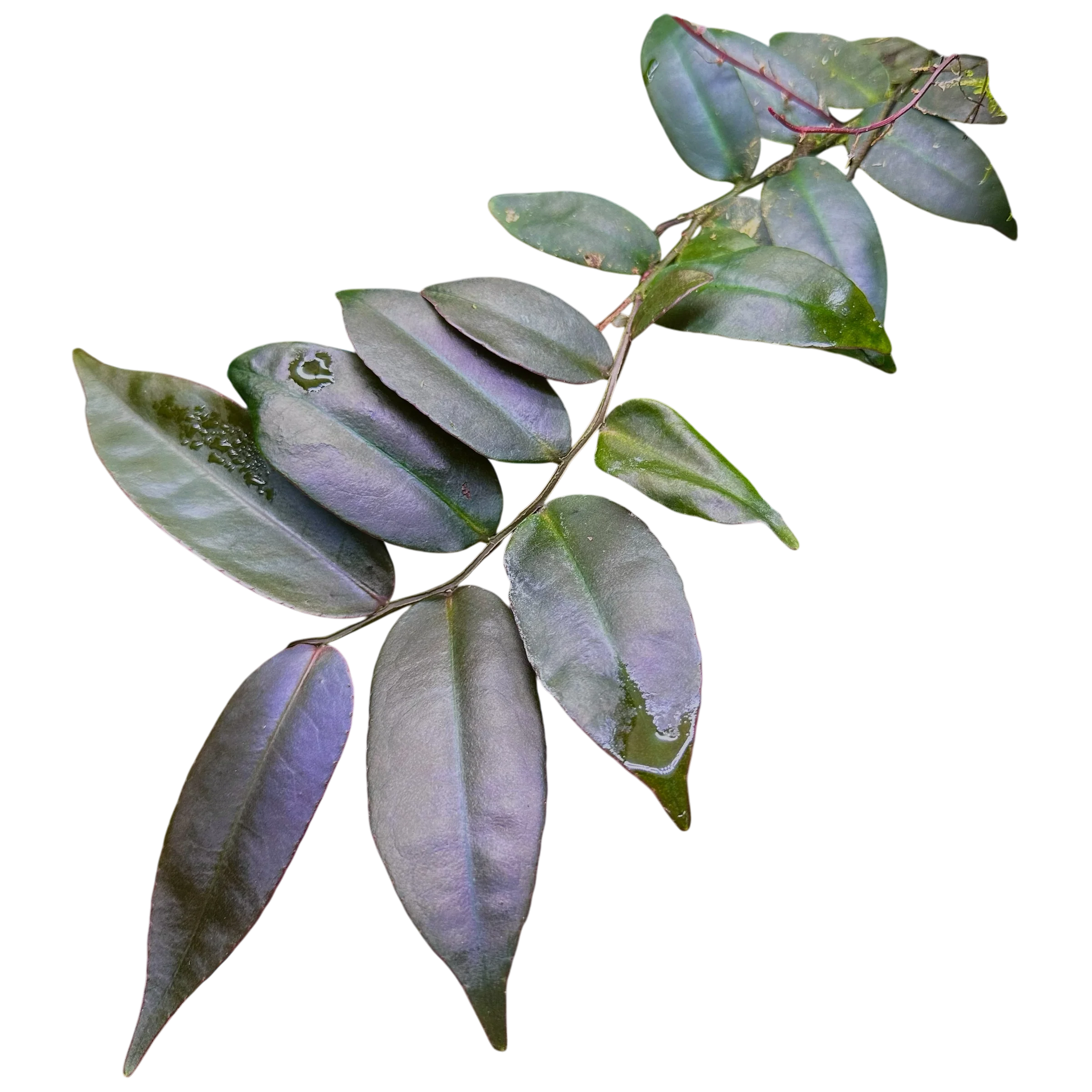Marcgravia “Azreal”