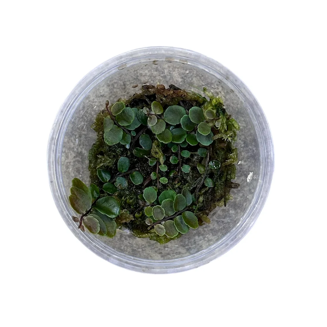 Marcgravia Peru Round / Small Round - Image 2