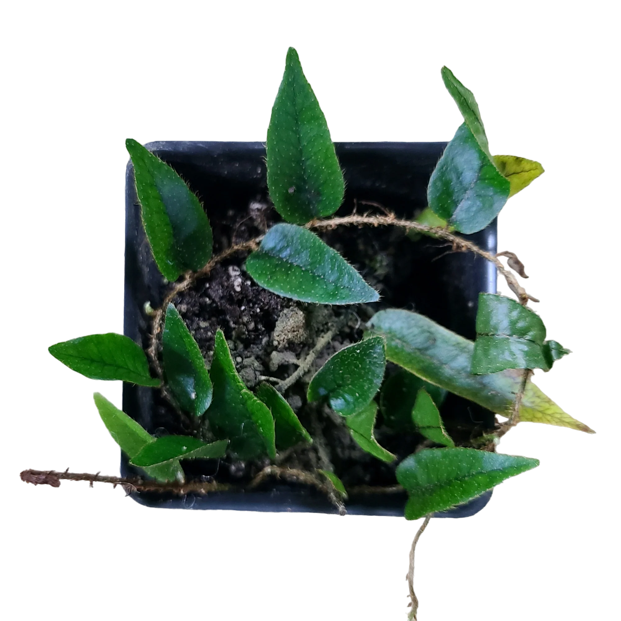 Microgramma cf. reptans #4