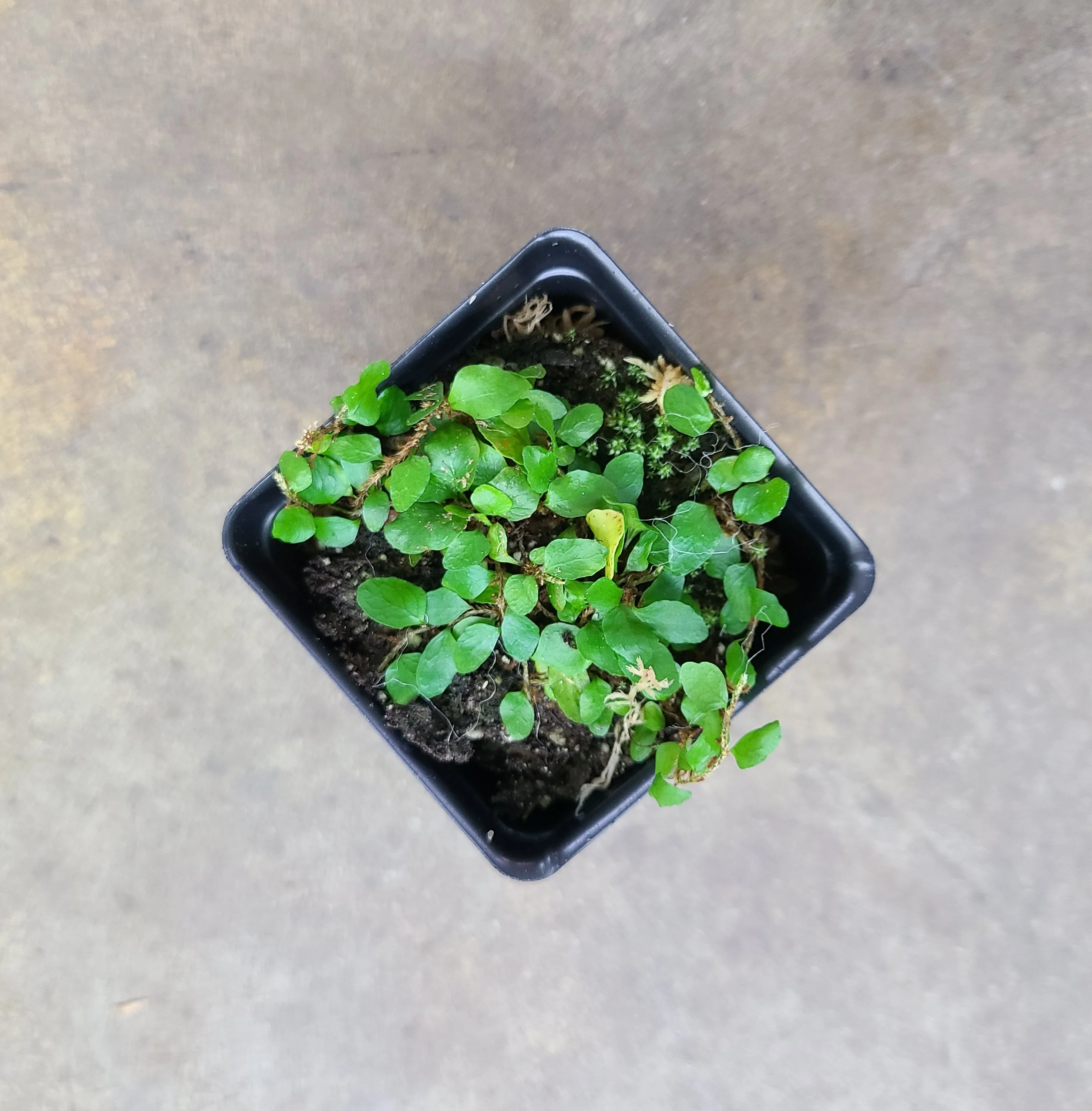Microgramma heterophylla - Image 2