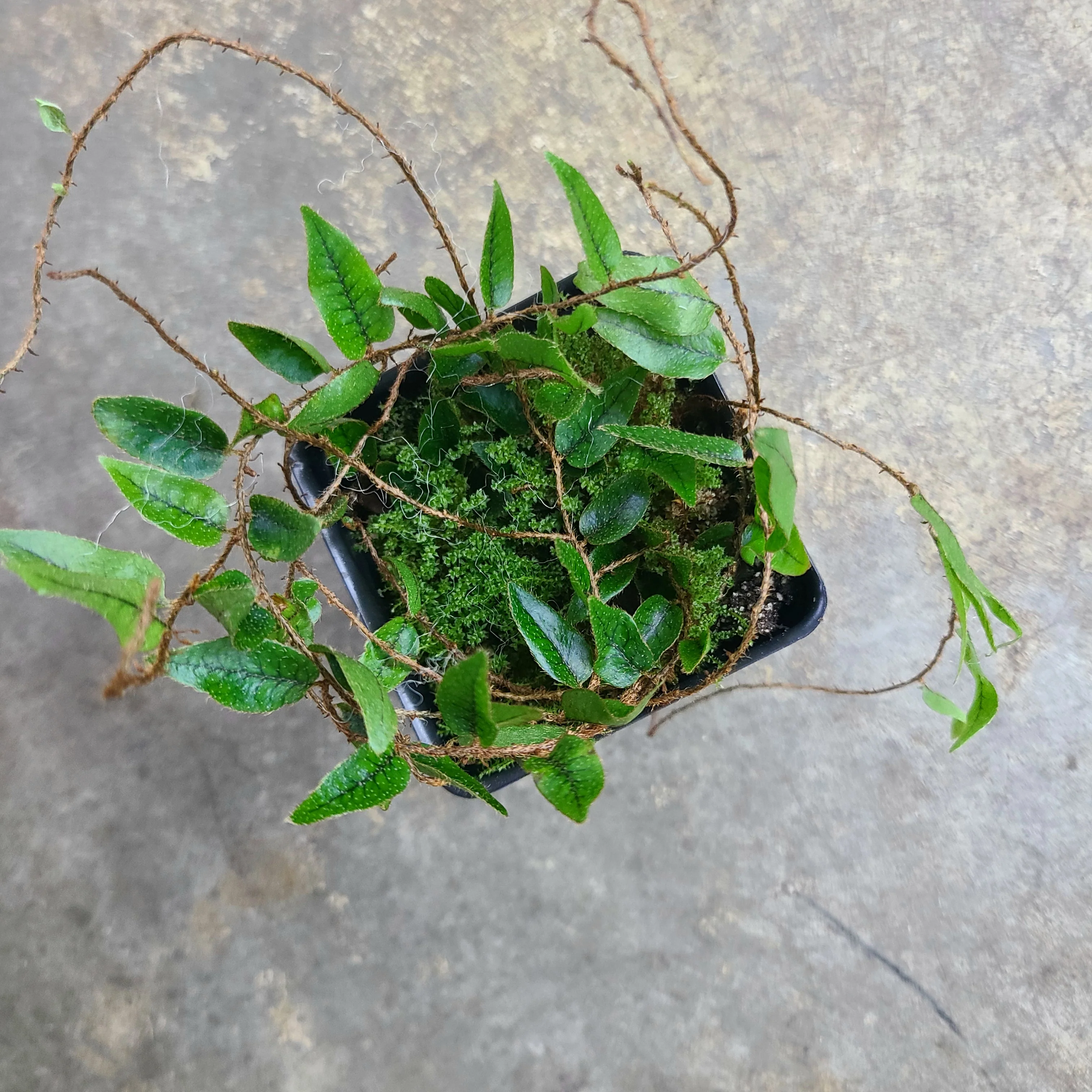 Microgramma reptans