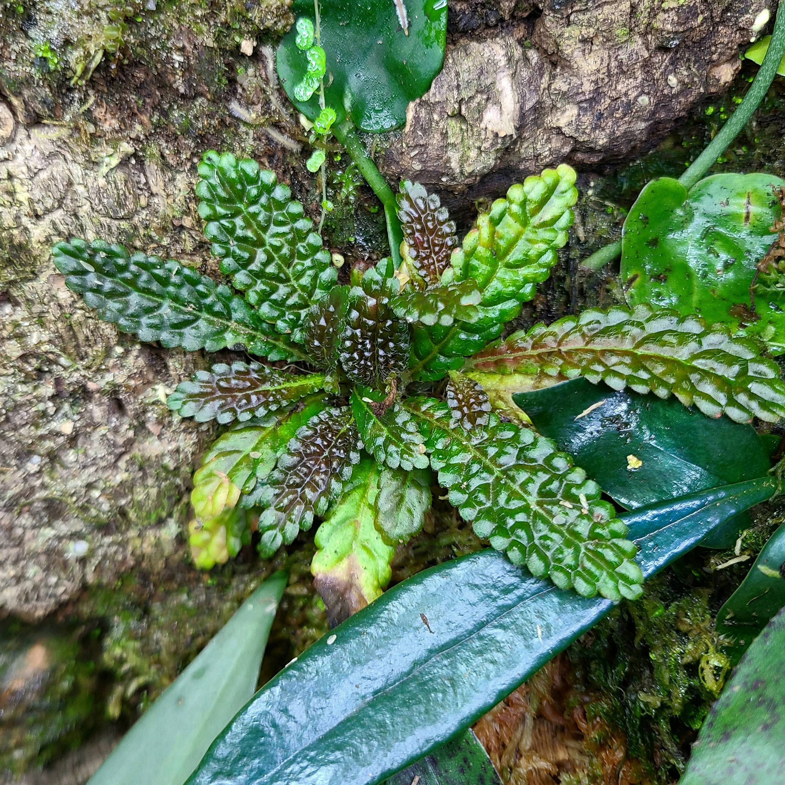 Nautilocalyx pemphidius