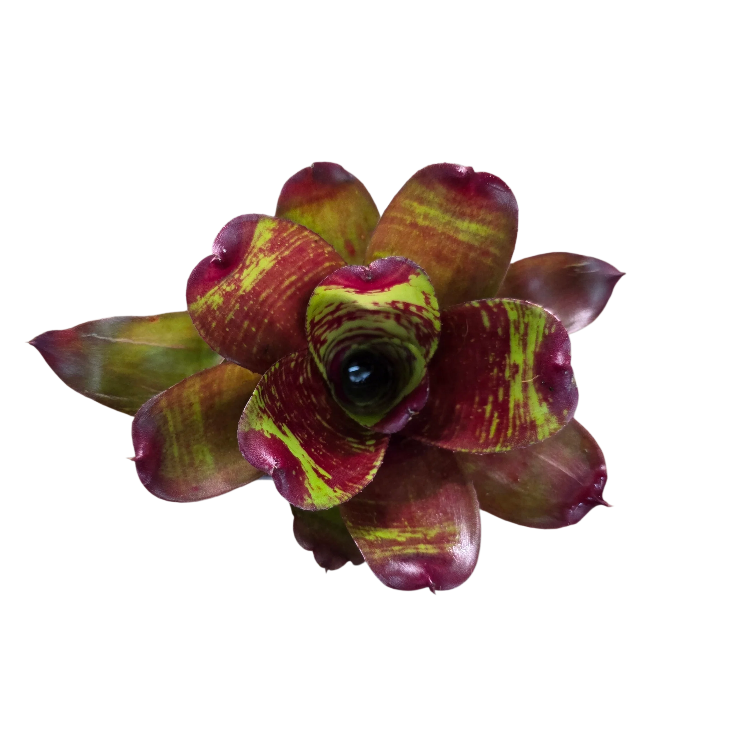 Neoregelia "Maestra Vida"