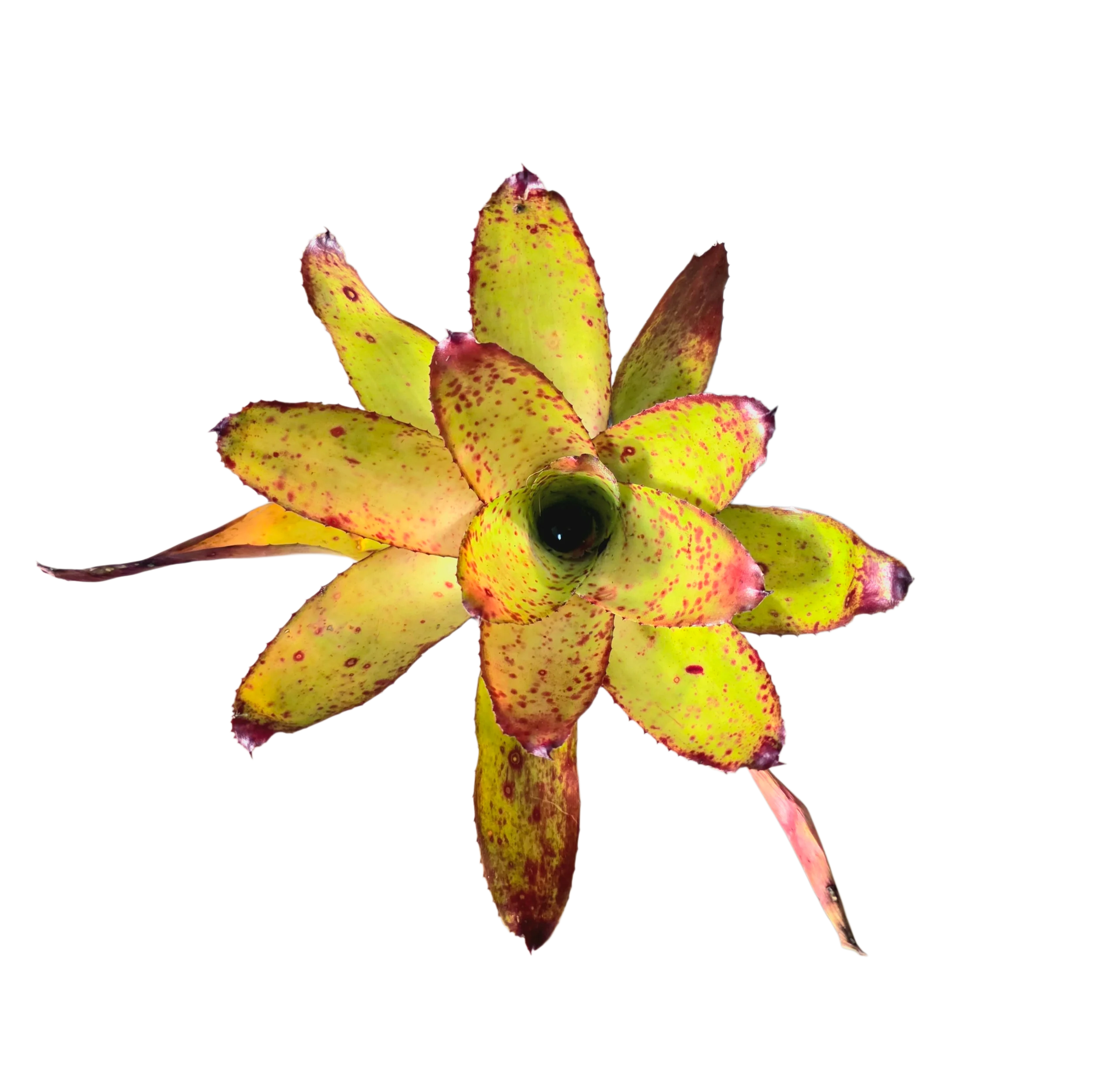 Neoregelia "Red Eyes"