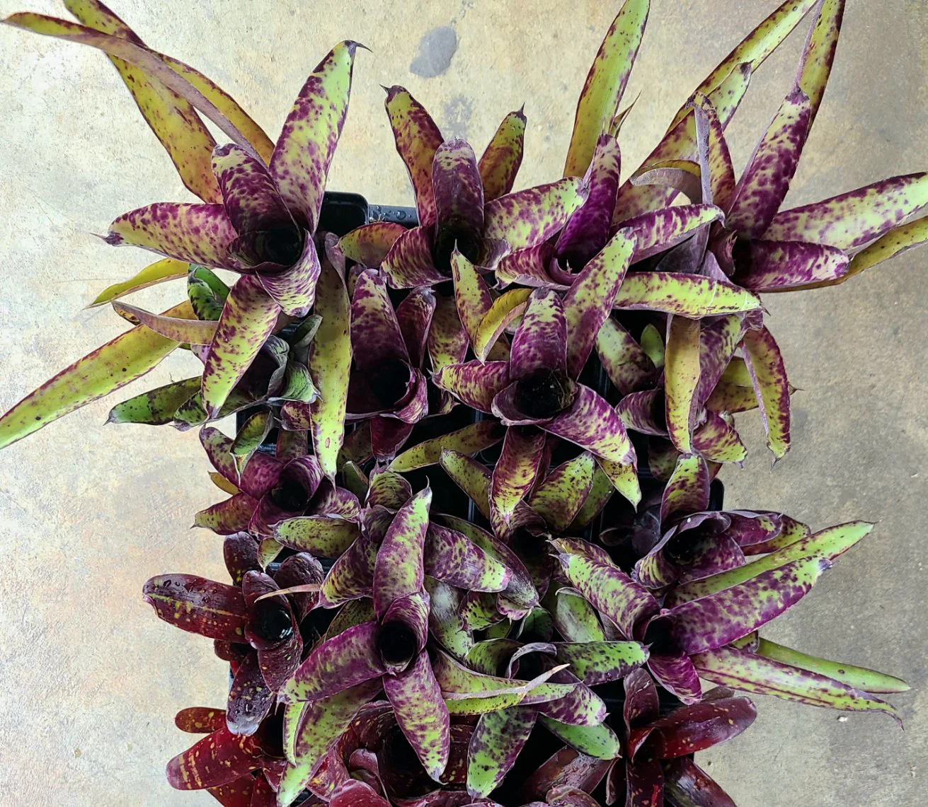 Neoregelia smithii - Image 2