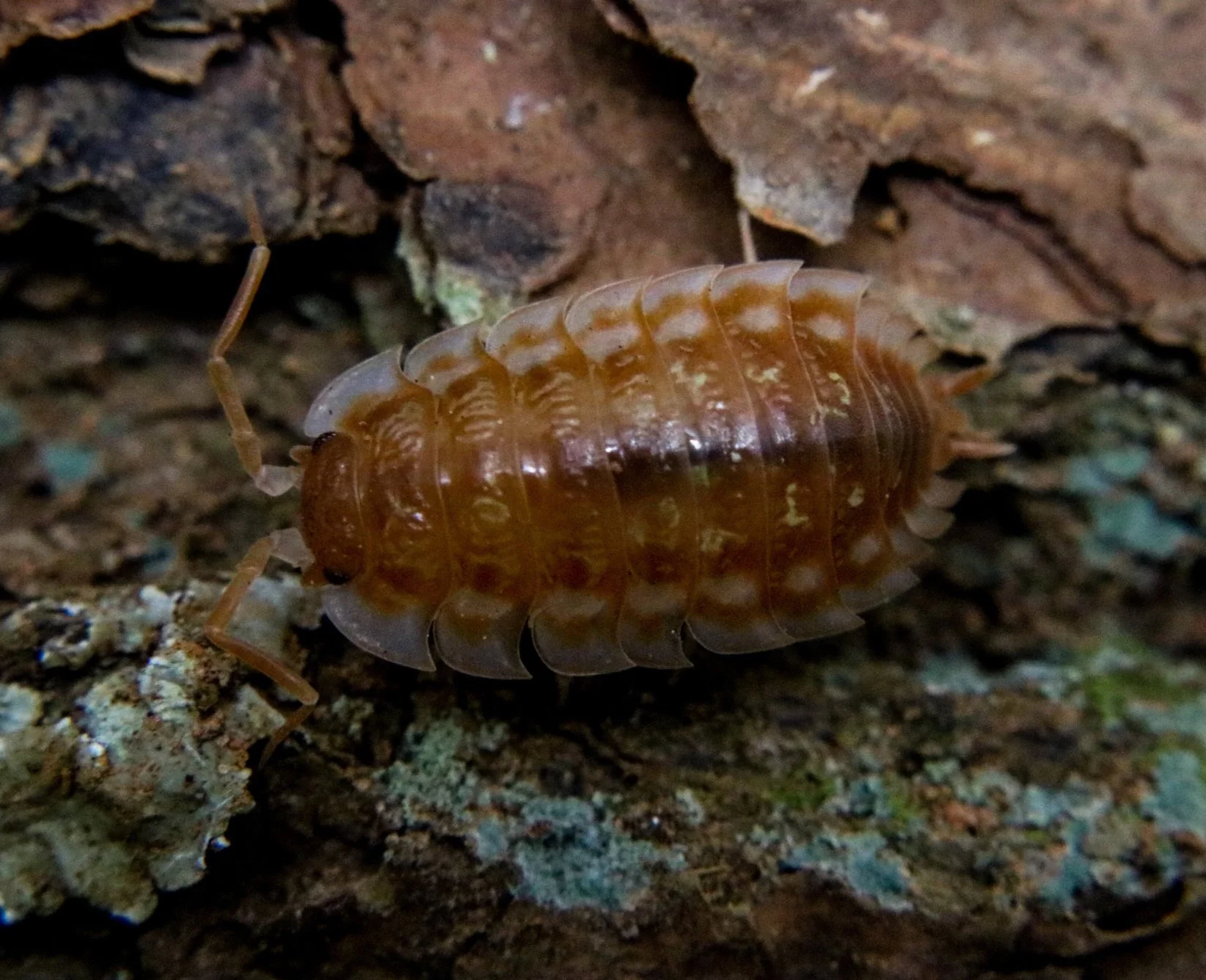 Oniscus asellus "B.C. Maple" - Image 2