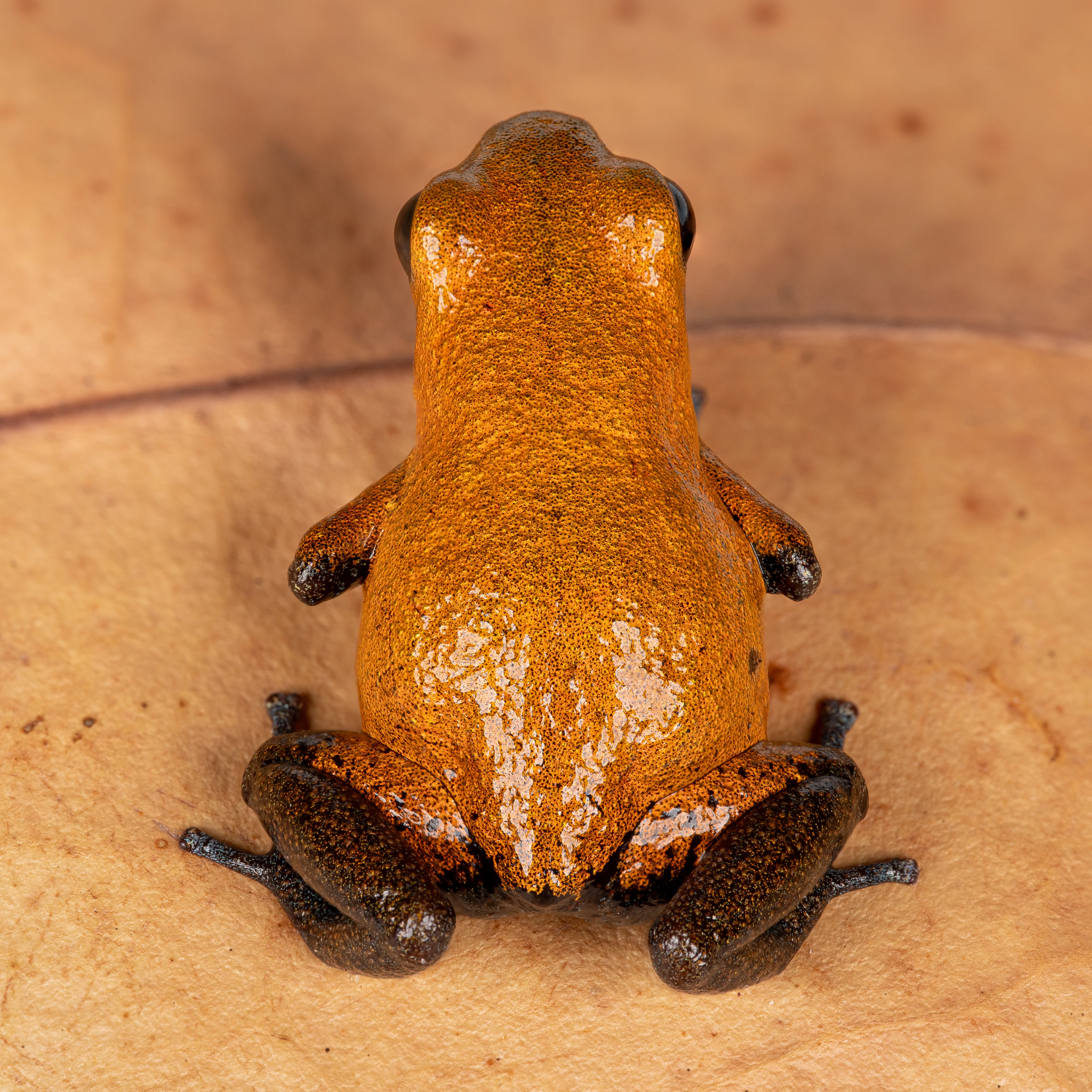 Oophaga pumilio "Almirante - Image 2