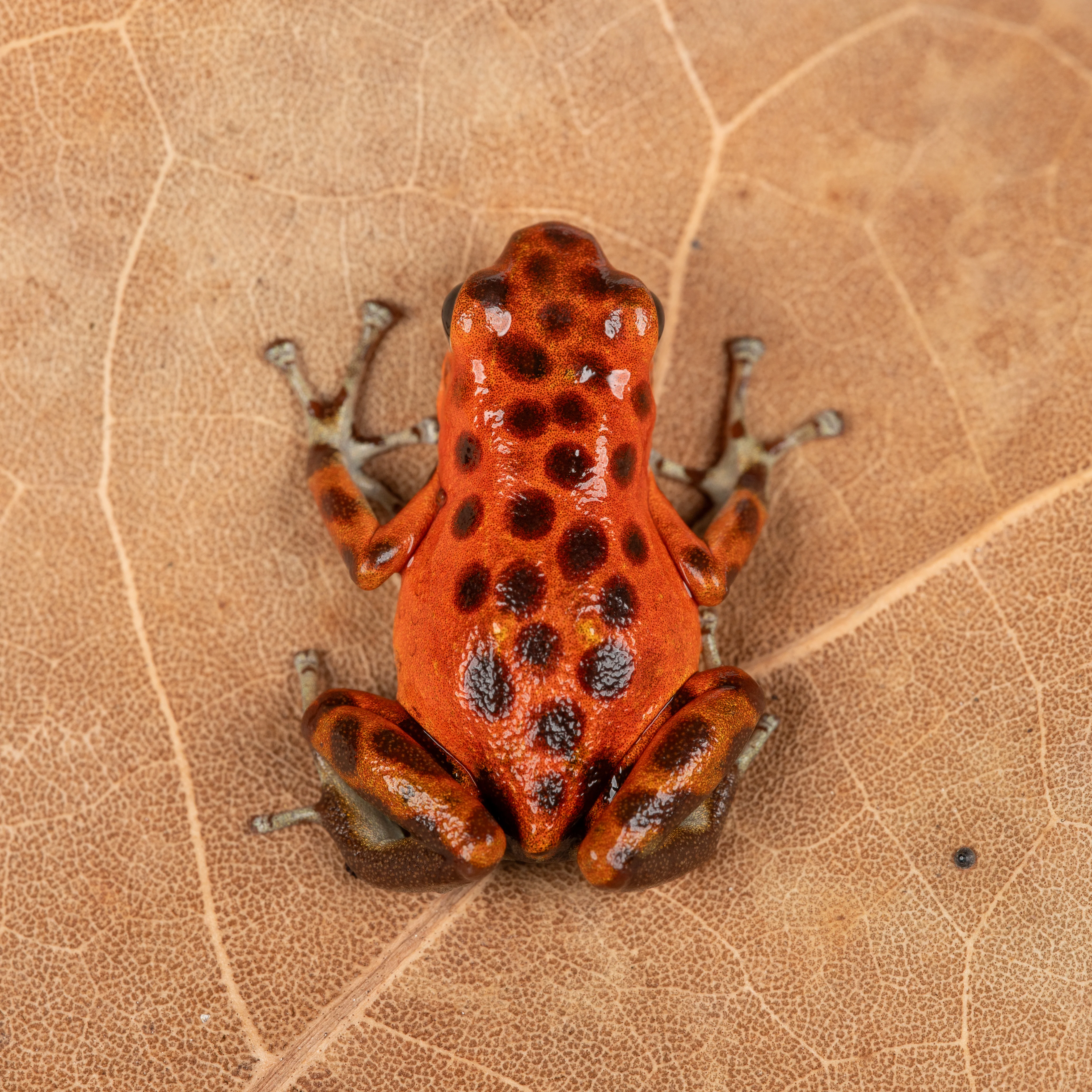 Oophaga pumilio "Bastimentos - Cemetary - Orange" - Image 2