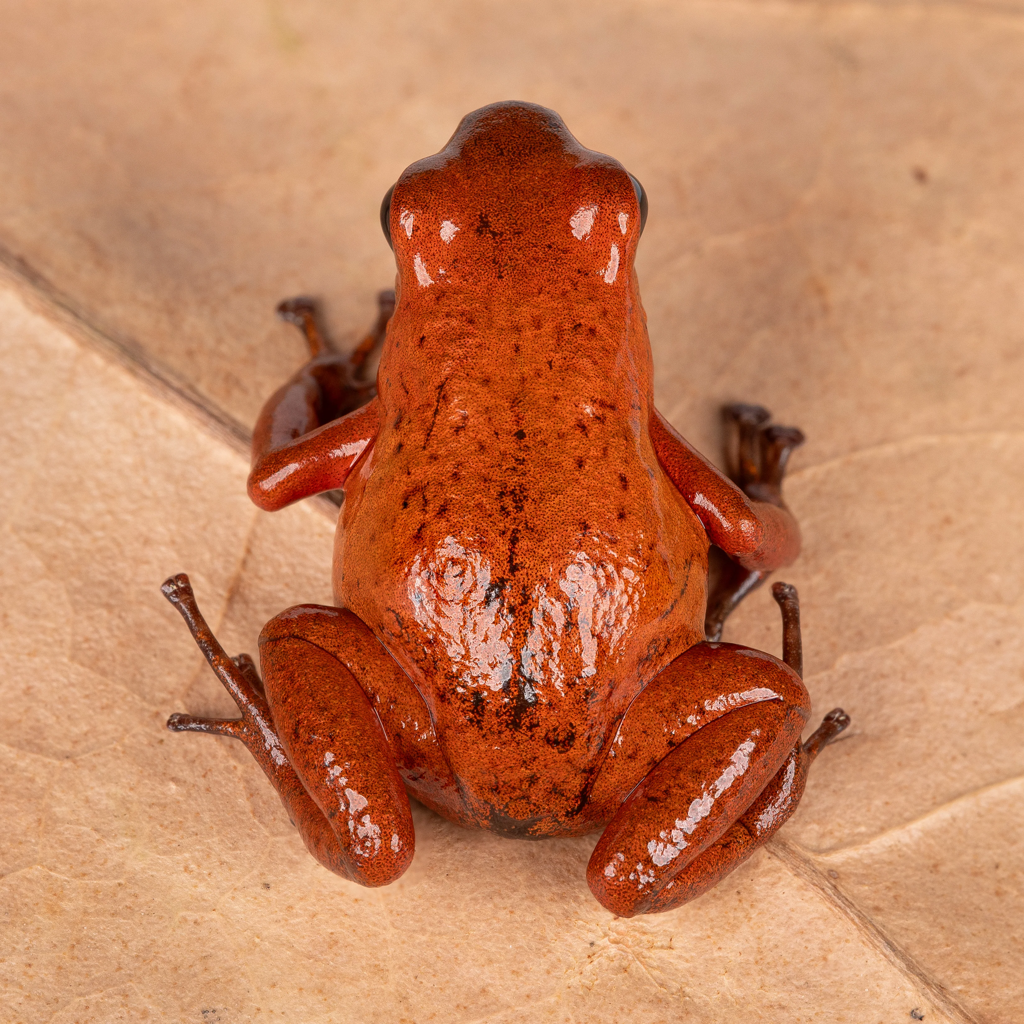 Oophaga pumilio "Bri Bri" - Image 2