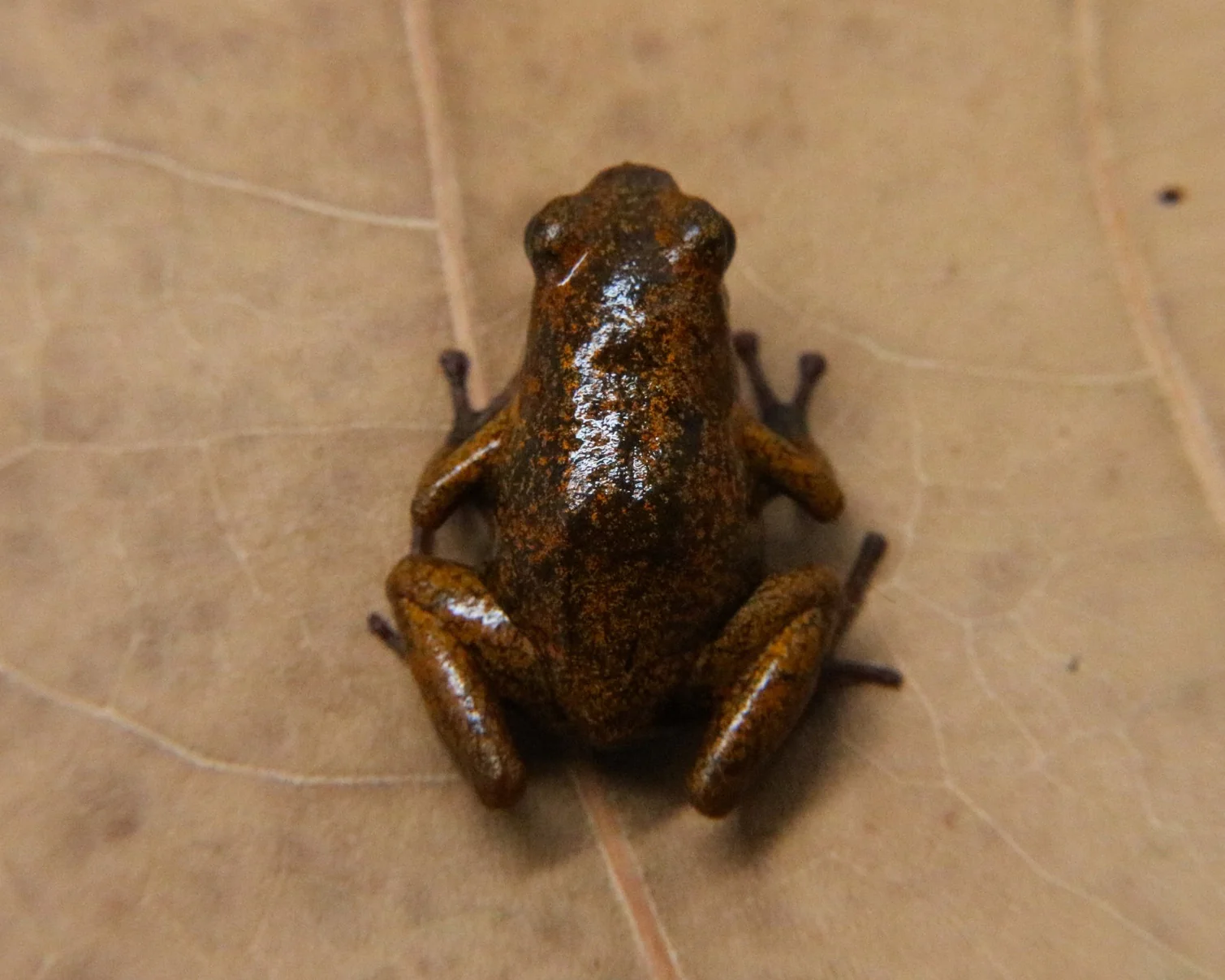 Oophaga pumilio "Bri Bri" - Image 6