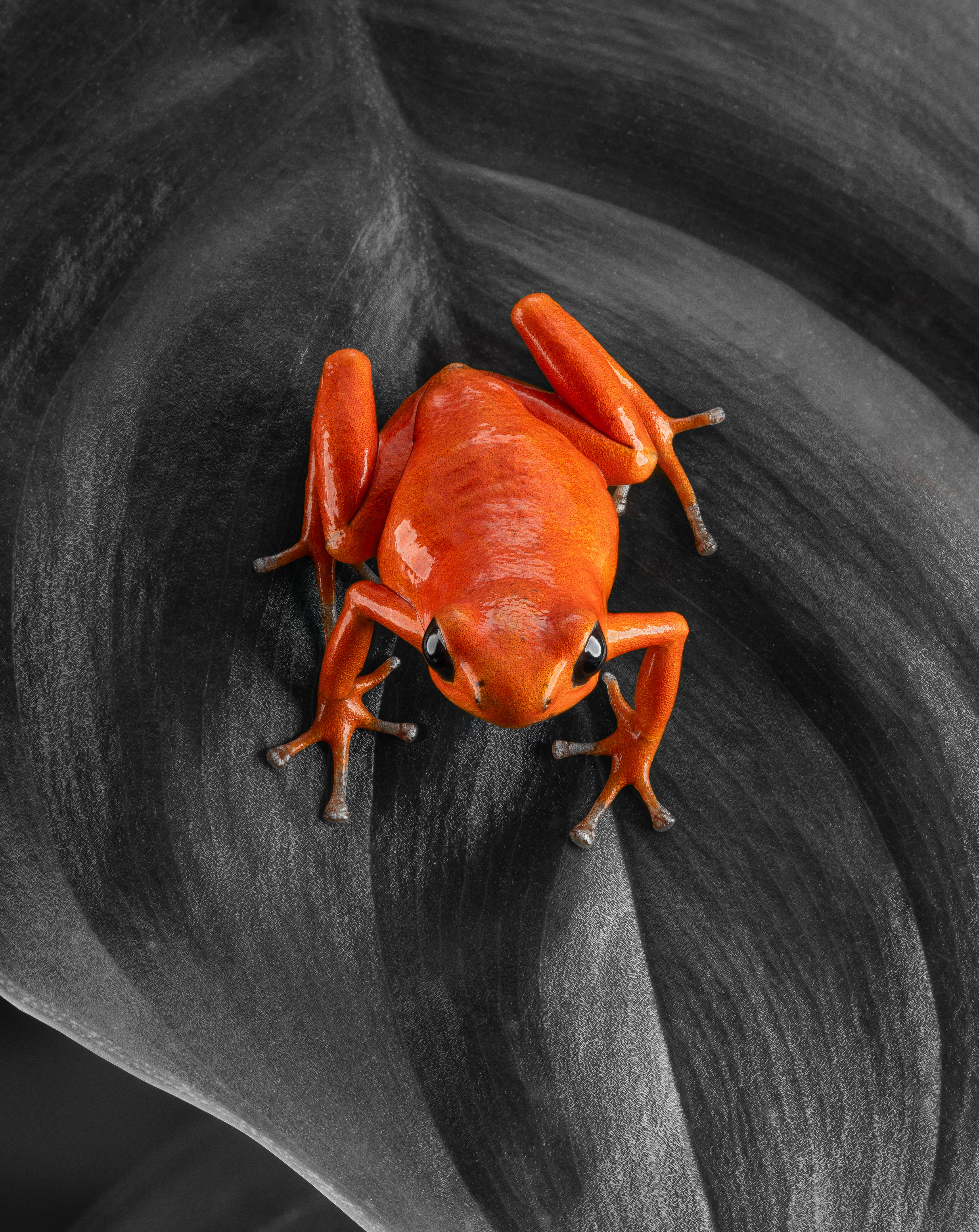 Oophaga pumilio "Cayo Nancy" - Image 3
