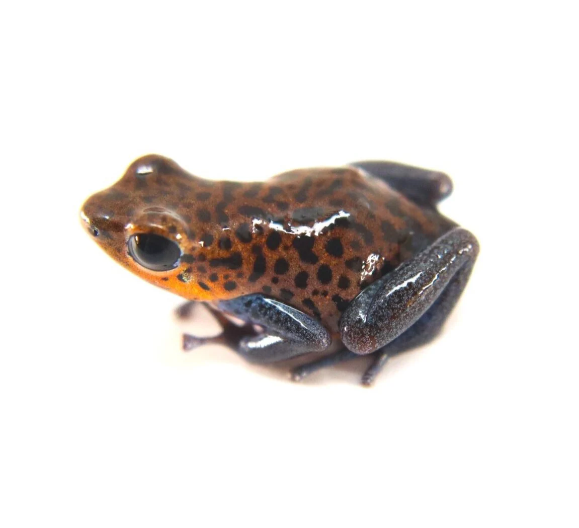 Oophaga pumilio "Charco la Pava" - Image 3