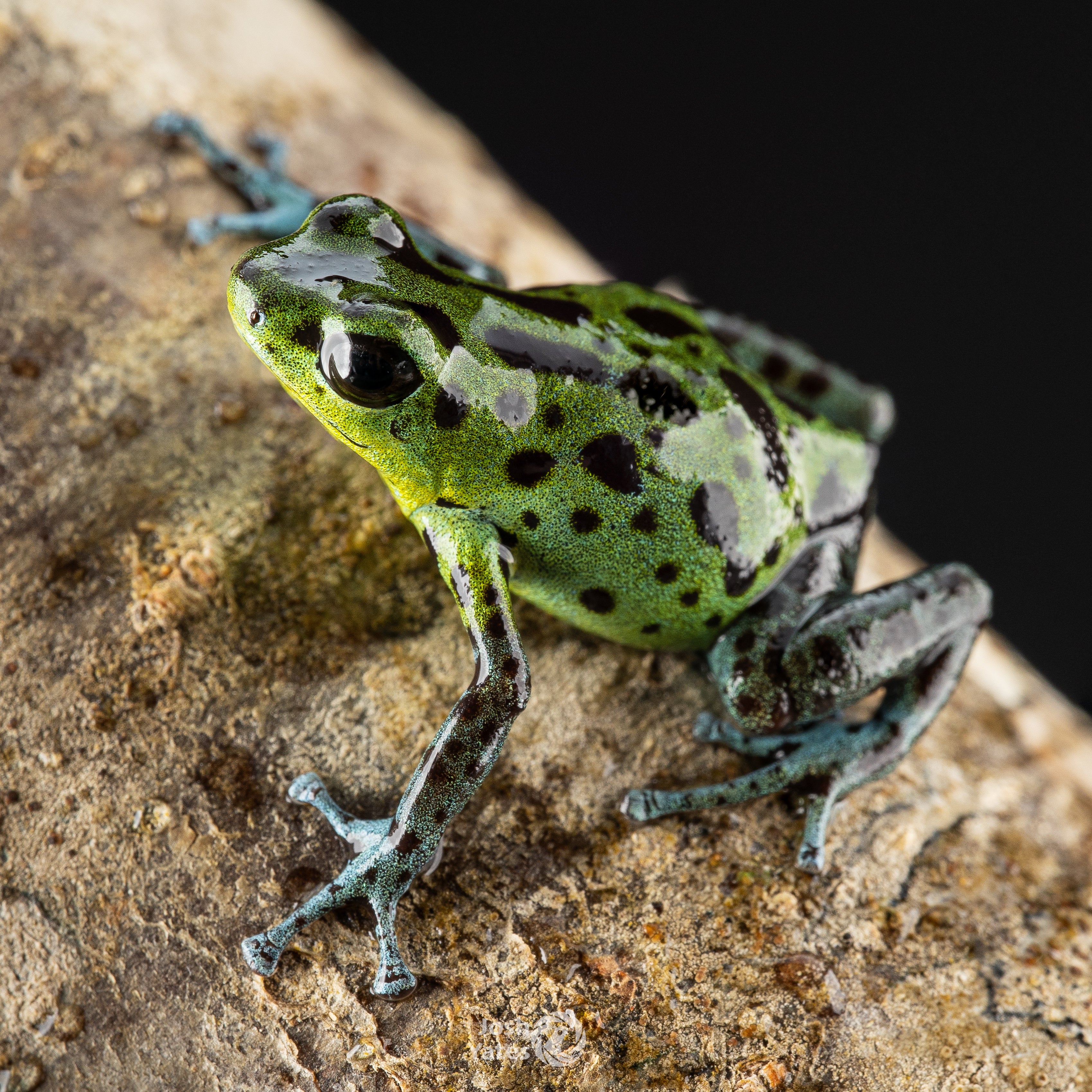 Oophaga pumilio "Chiriqui Grande" - Image 3