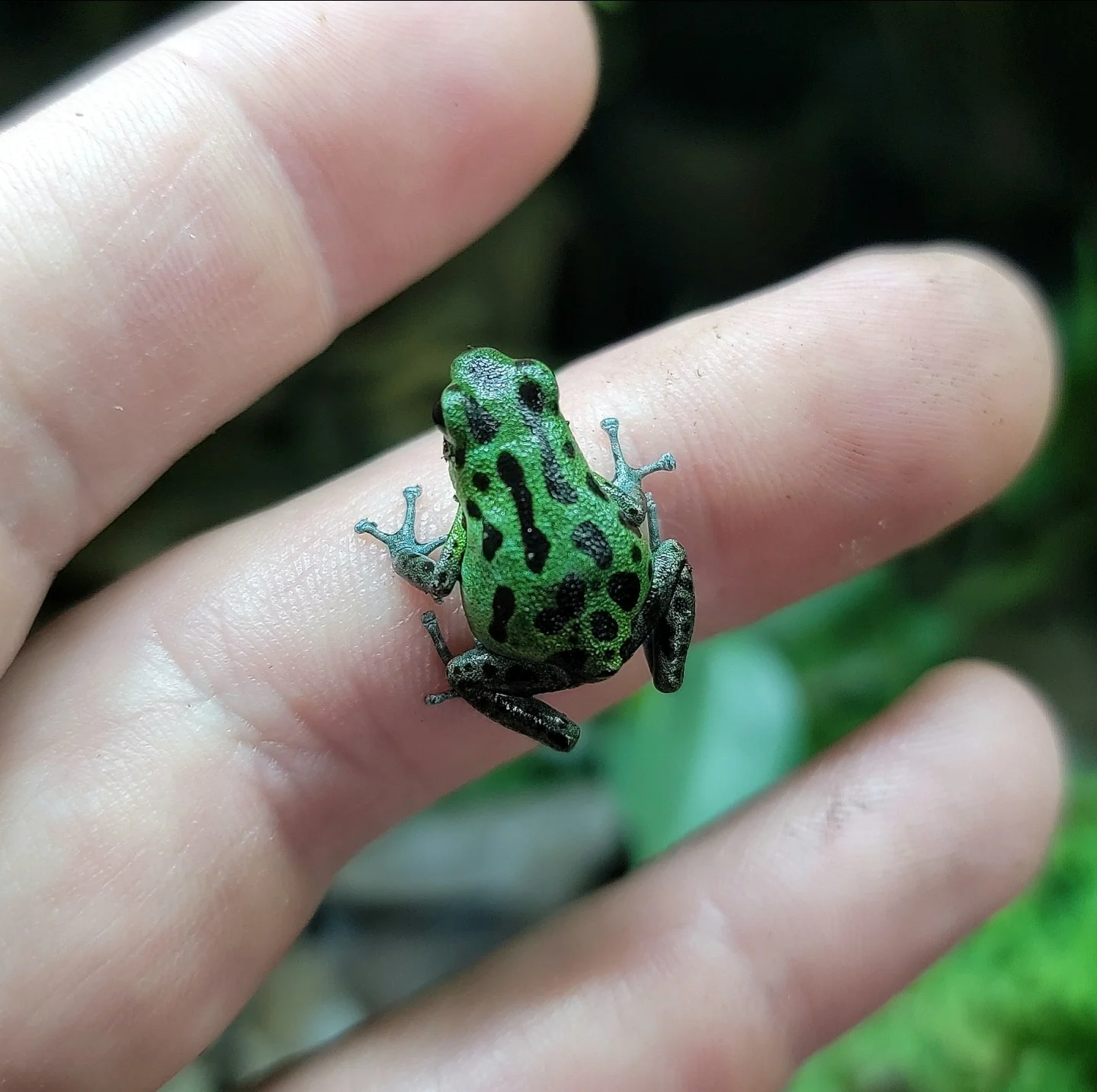 Oophaga pumilio "Chiriqui Grande" - Image 7