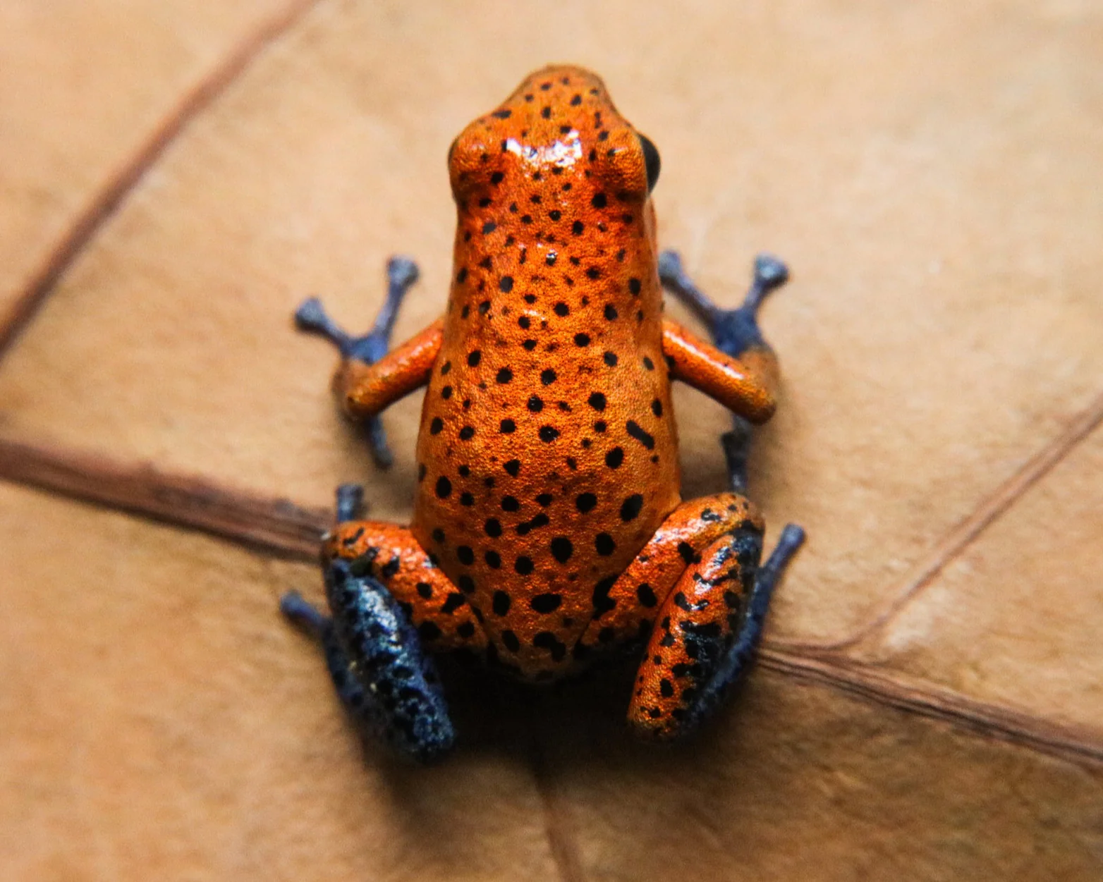 Oophaga pumilio "Cristobal" - Image 7
