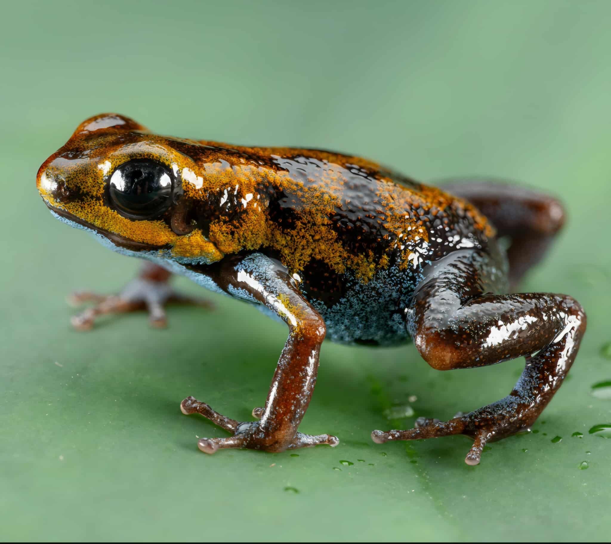 Oophaga pumilio "Ensenada" - Image 3