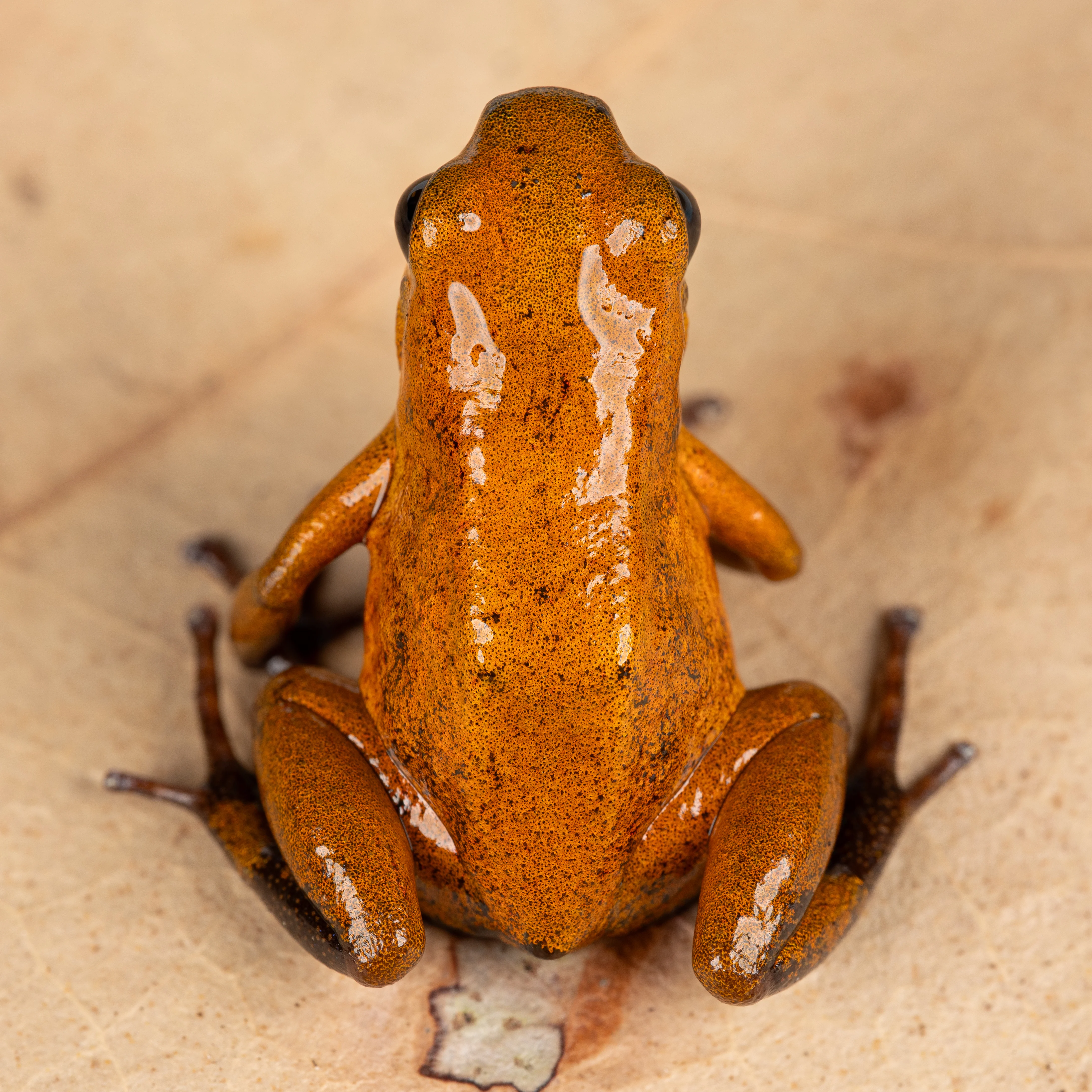 Oophaga pumilio "Finca Four" - Image 2