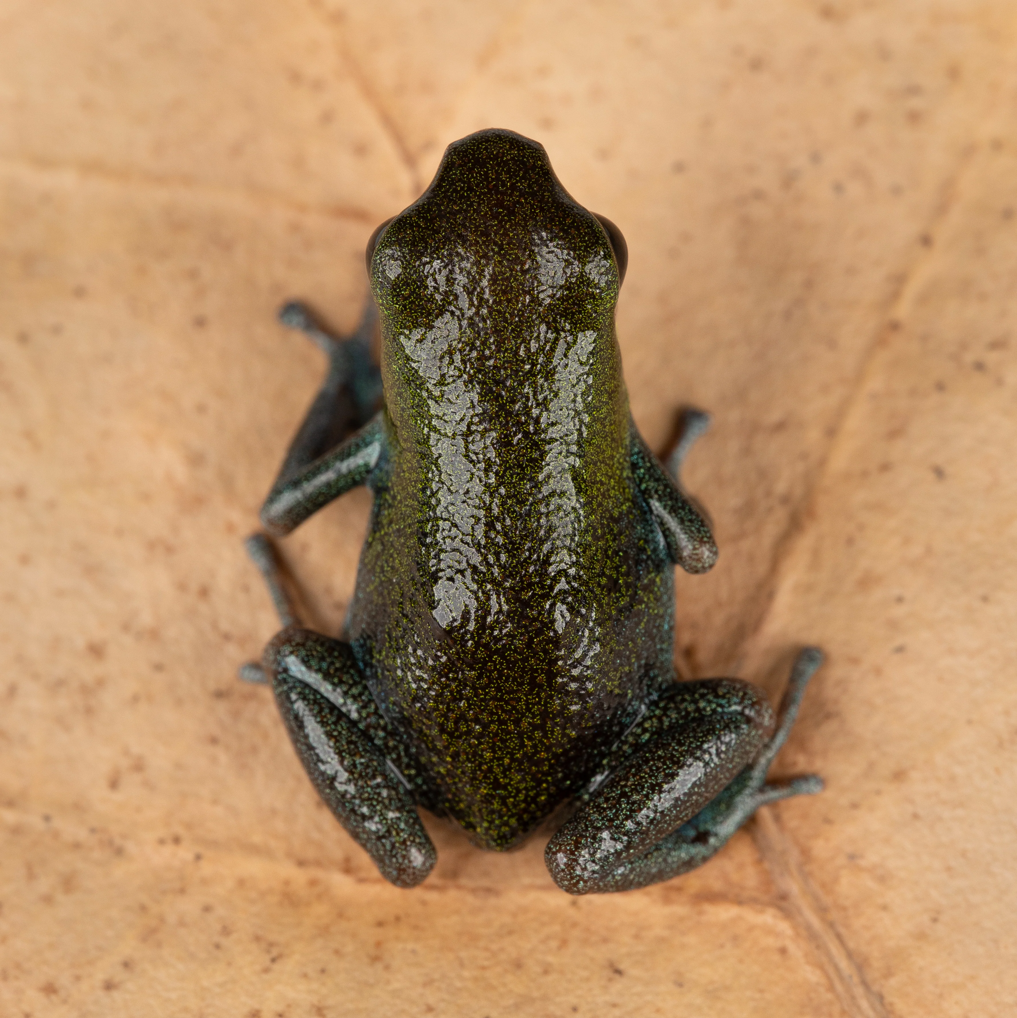 Oophaga pumilio "Isla Popa" - Image 2
