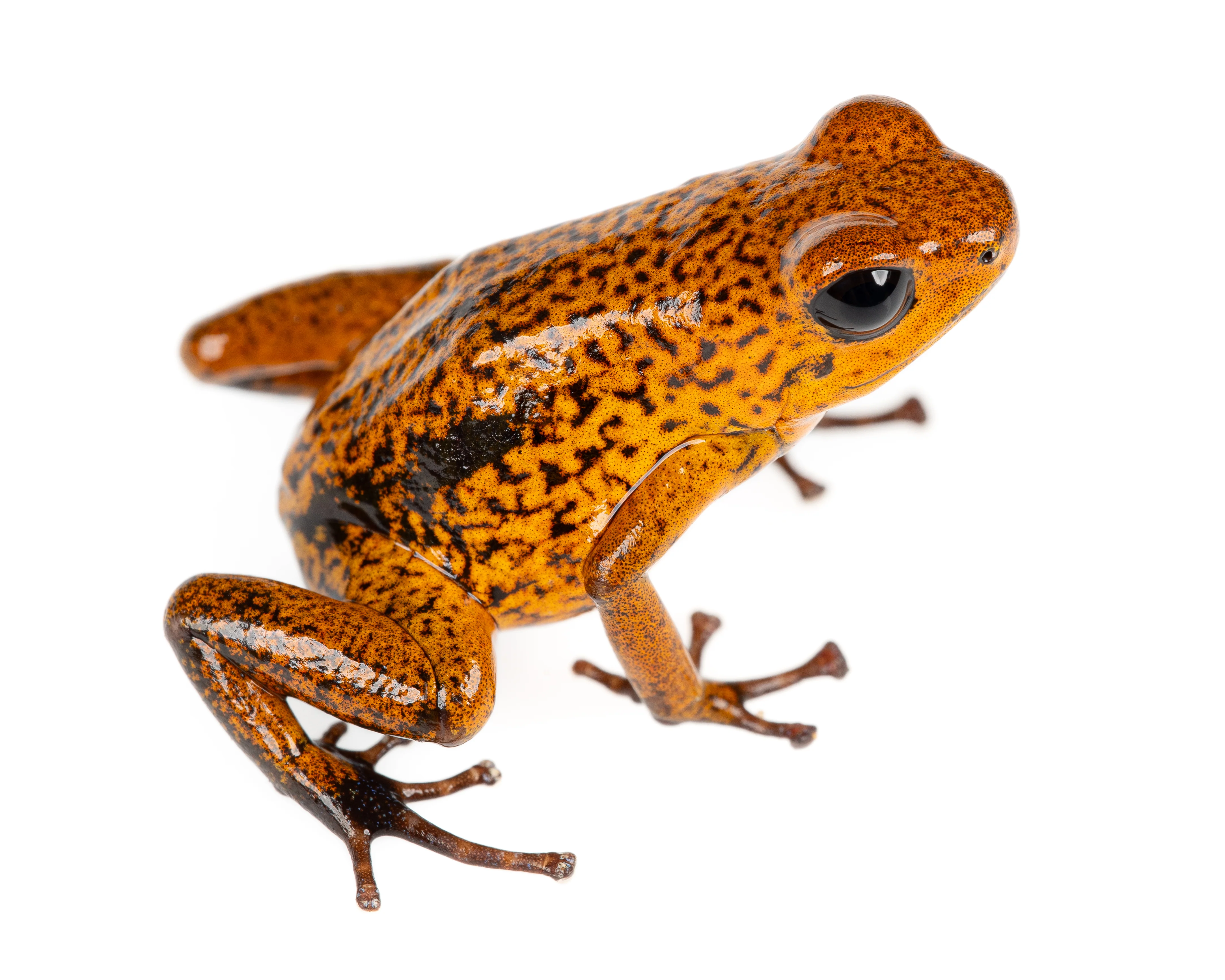 Oophaga pumilio "Las Tablas"