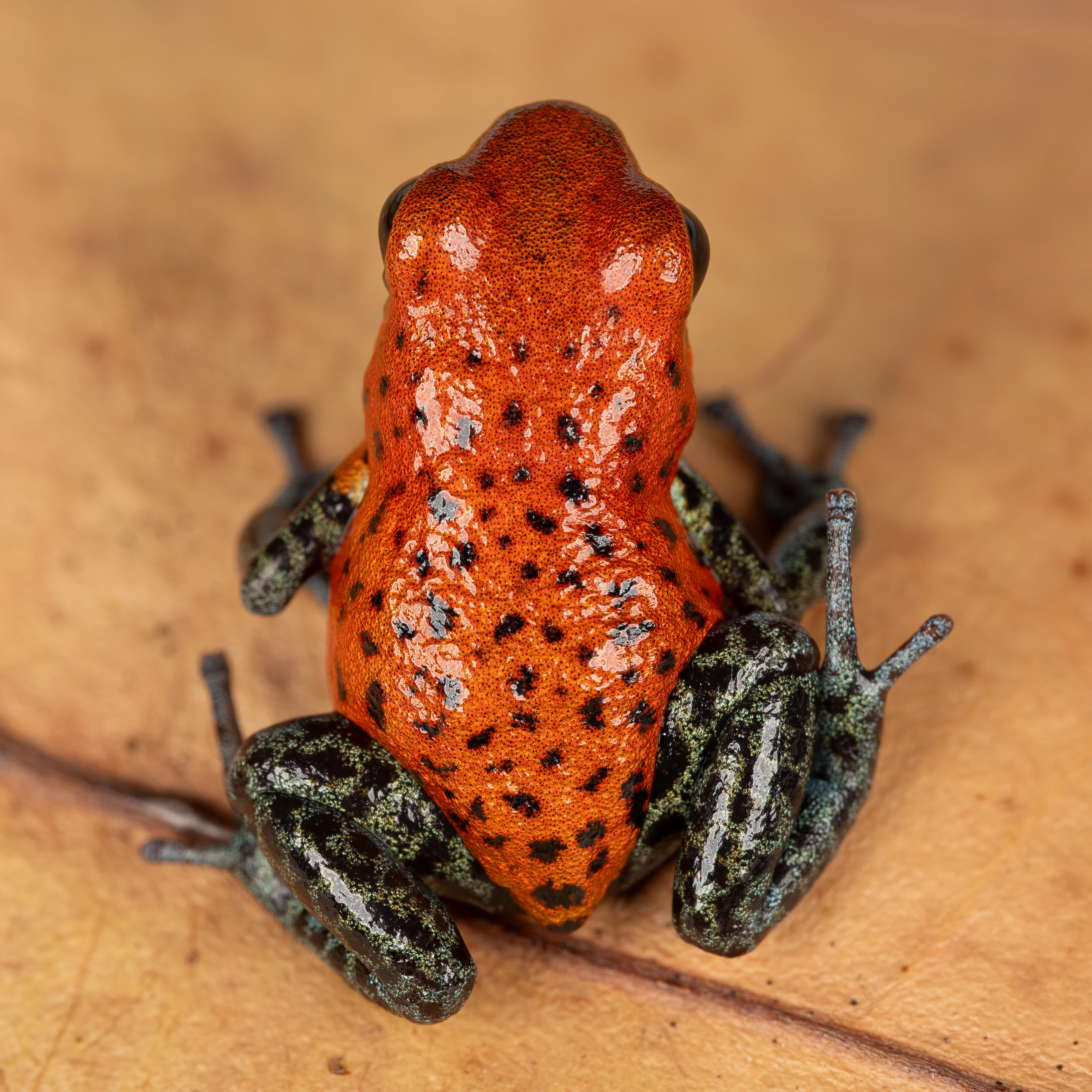 Oophaga pumilio "Loma Azul" - Image 2