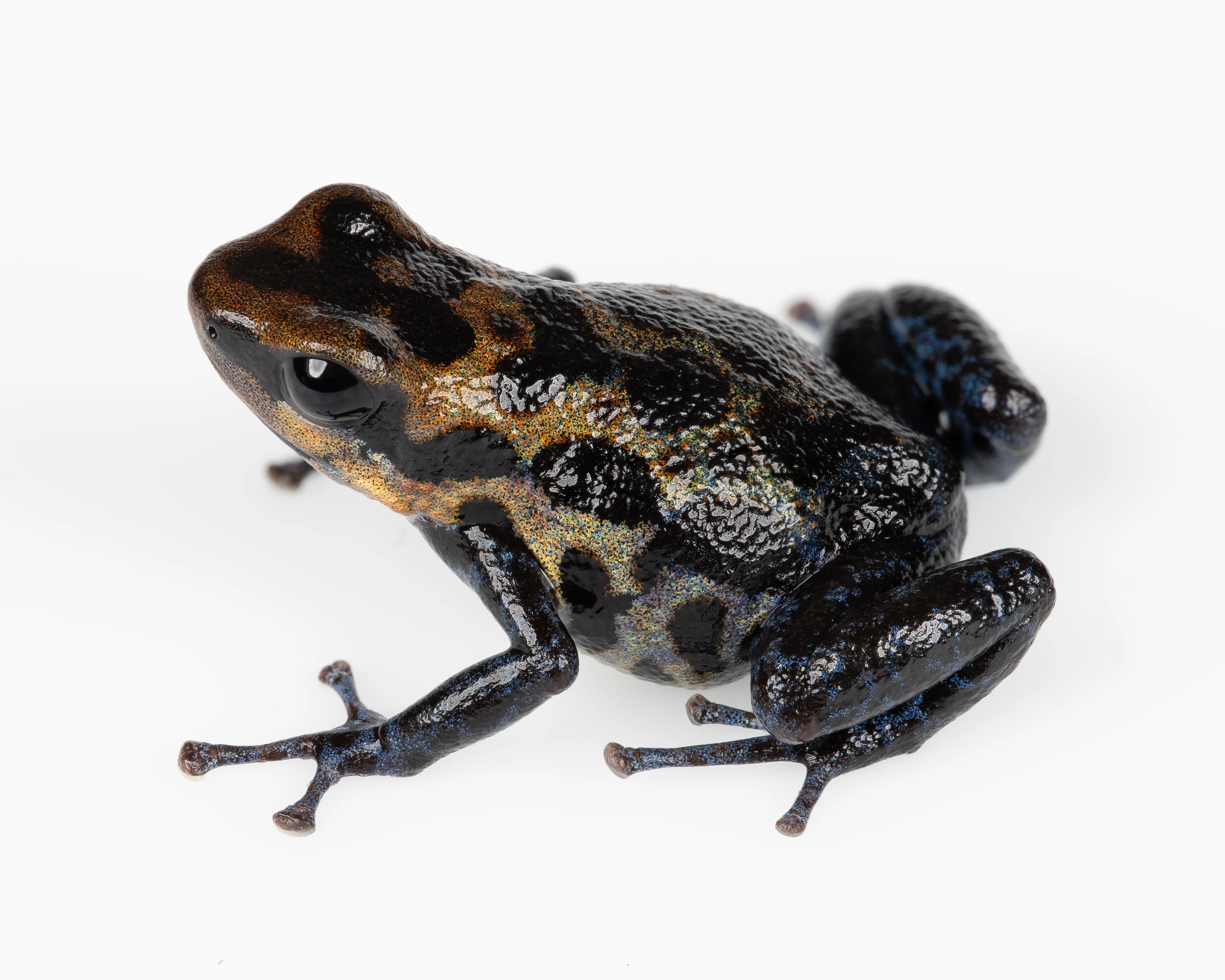 Oophaga pumilio "Loma Colubre / Culubre” - Image 6