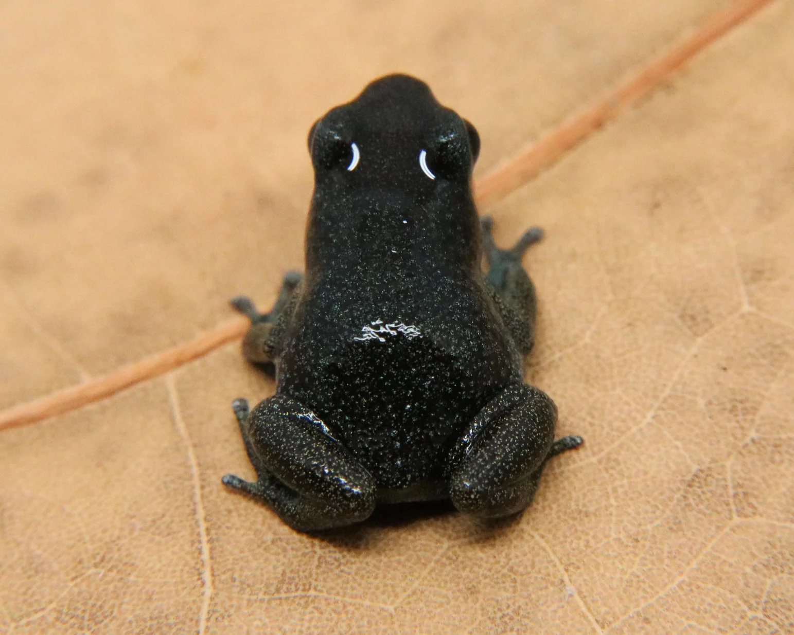Oophaga pumilio "Loma Partida" - Image 4