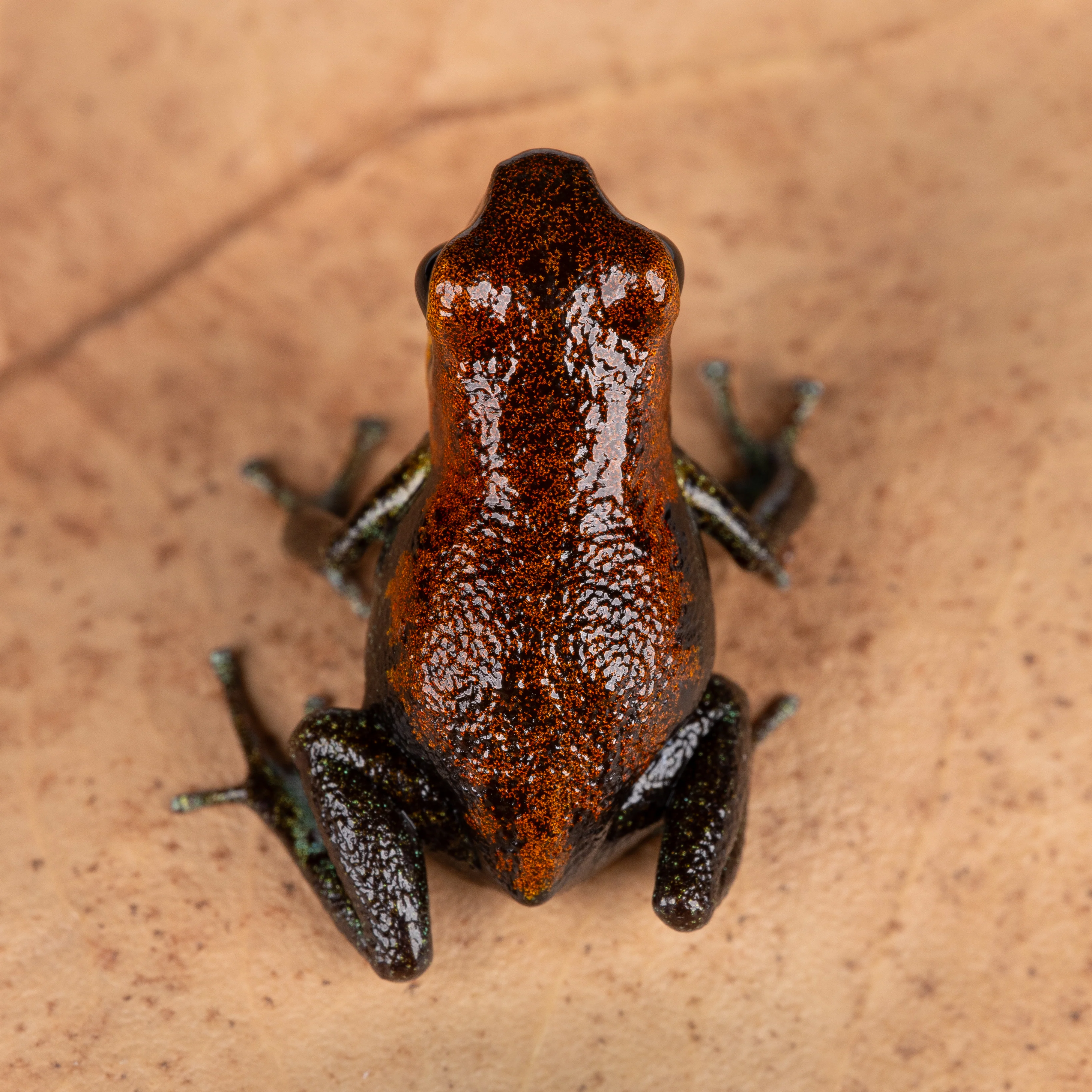 Oophaga pumilio "Nicky" - Image 4
