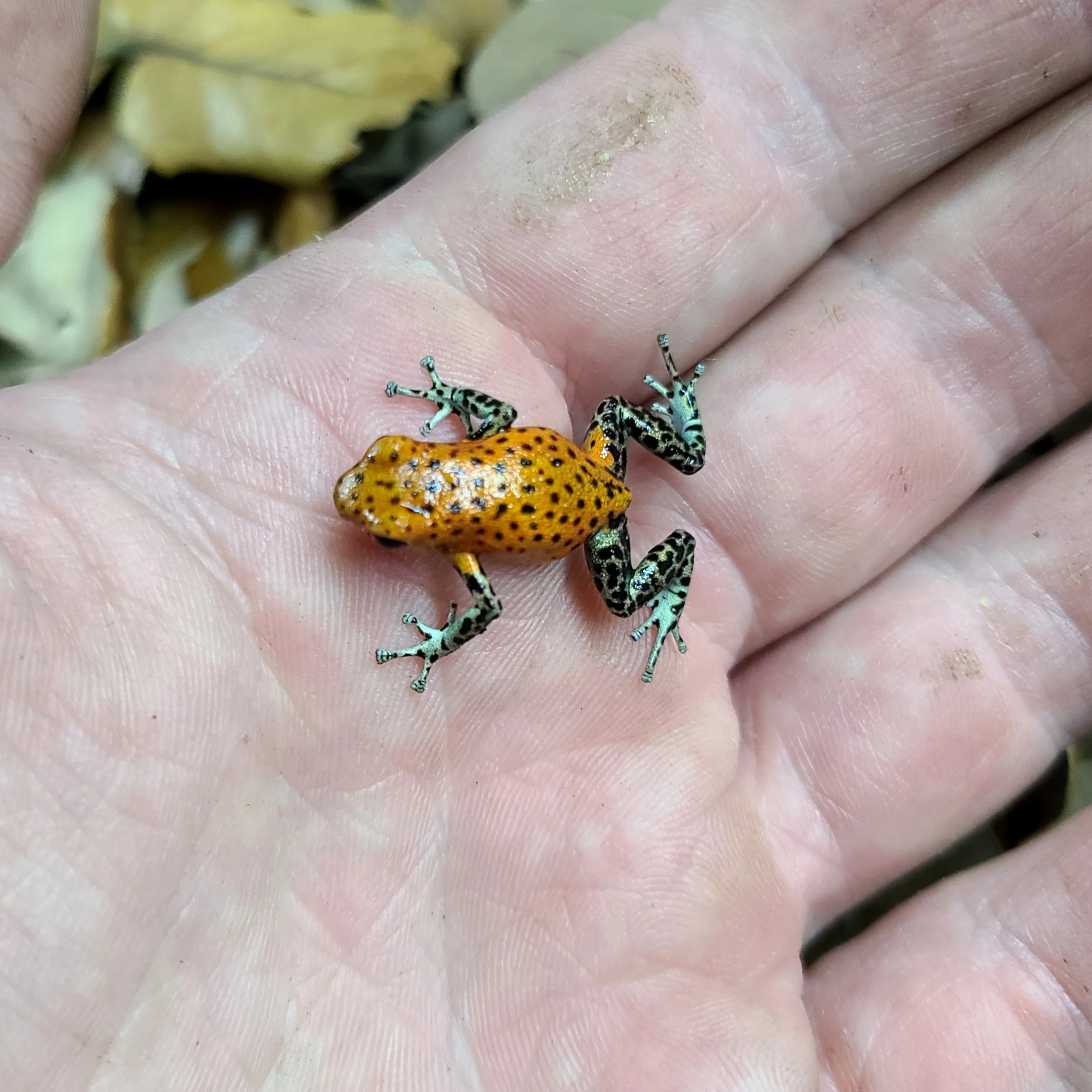 Oophaga pumilio "Pico de Chiriqui" - Image 7
