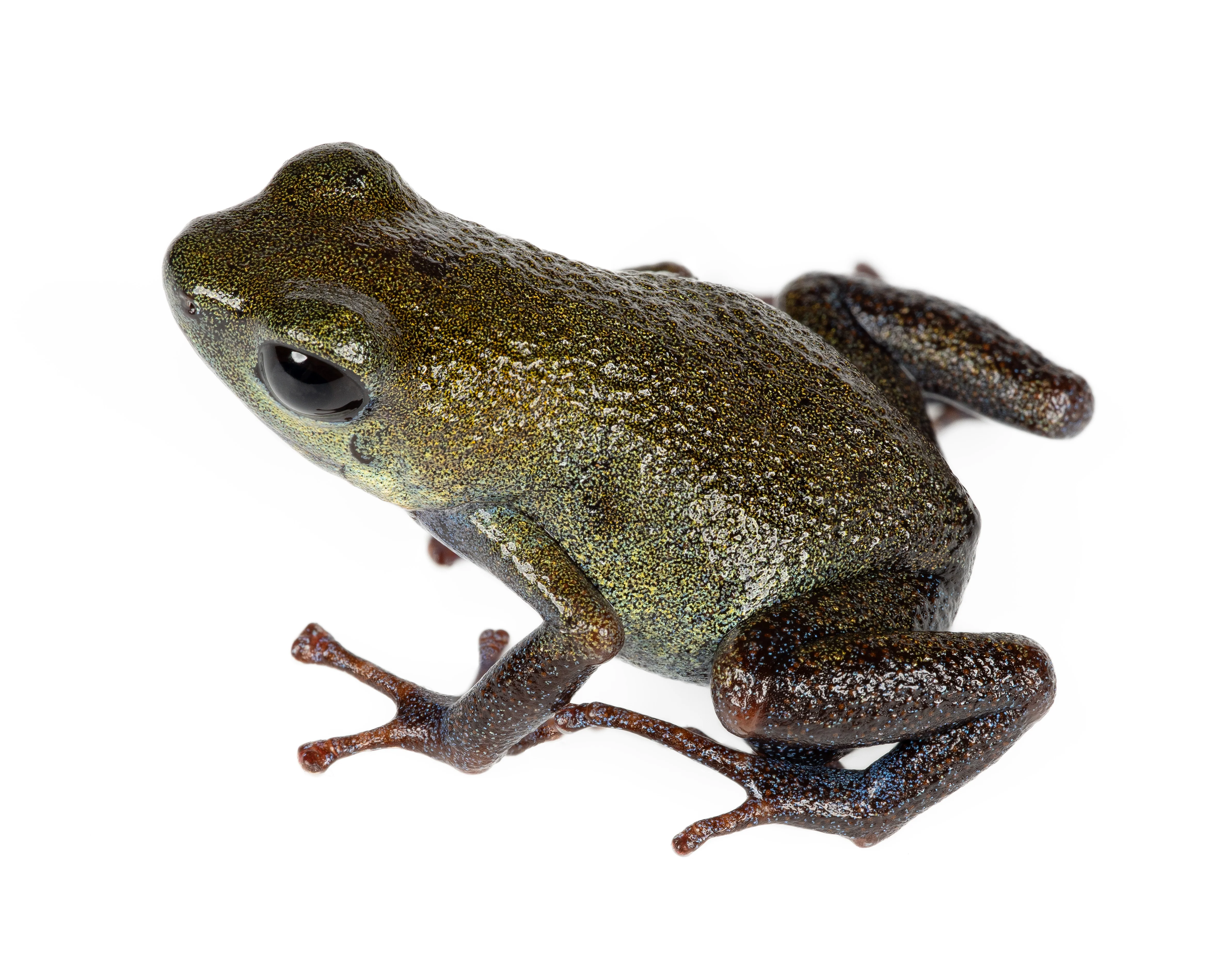 Oophaga pumilio "Punta Clara"