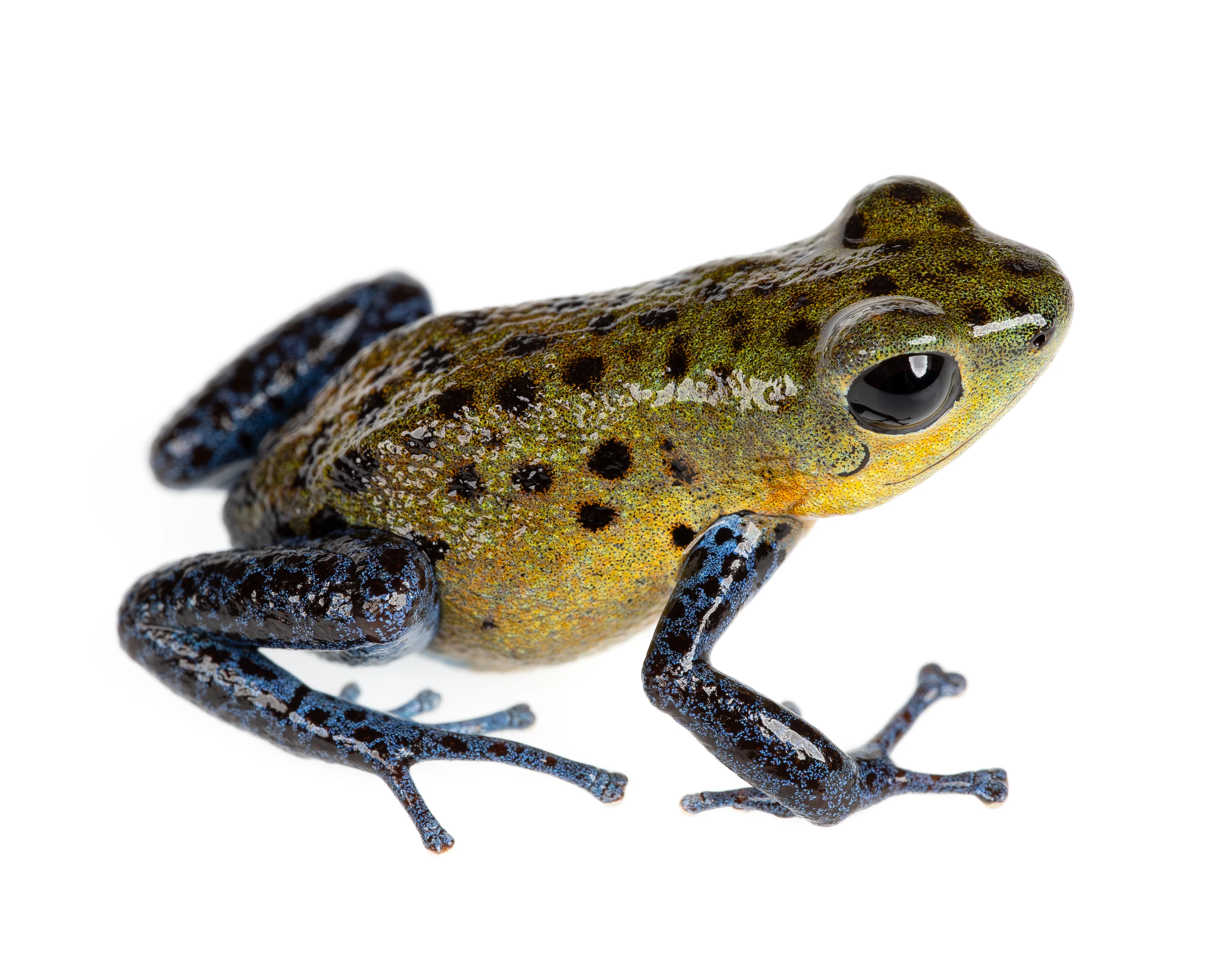 Oophaga pumilio "Valle Del Rey" - Image 3