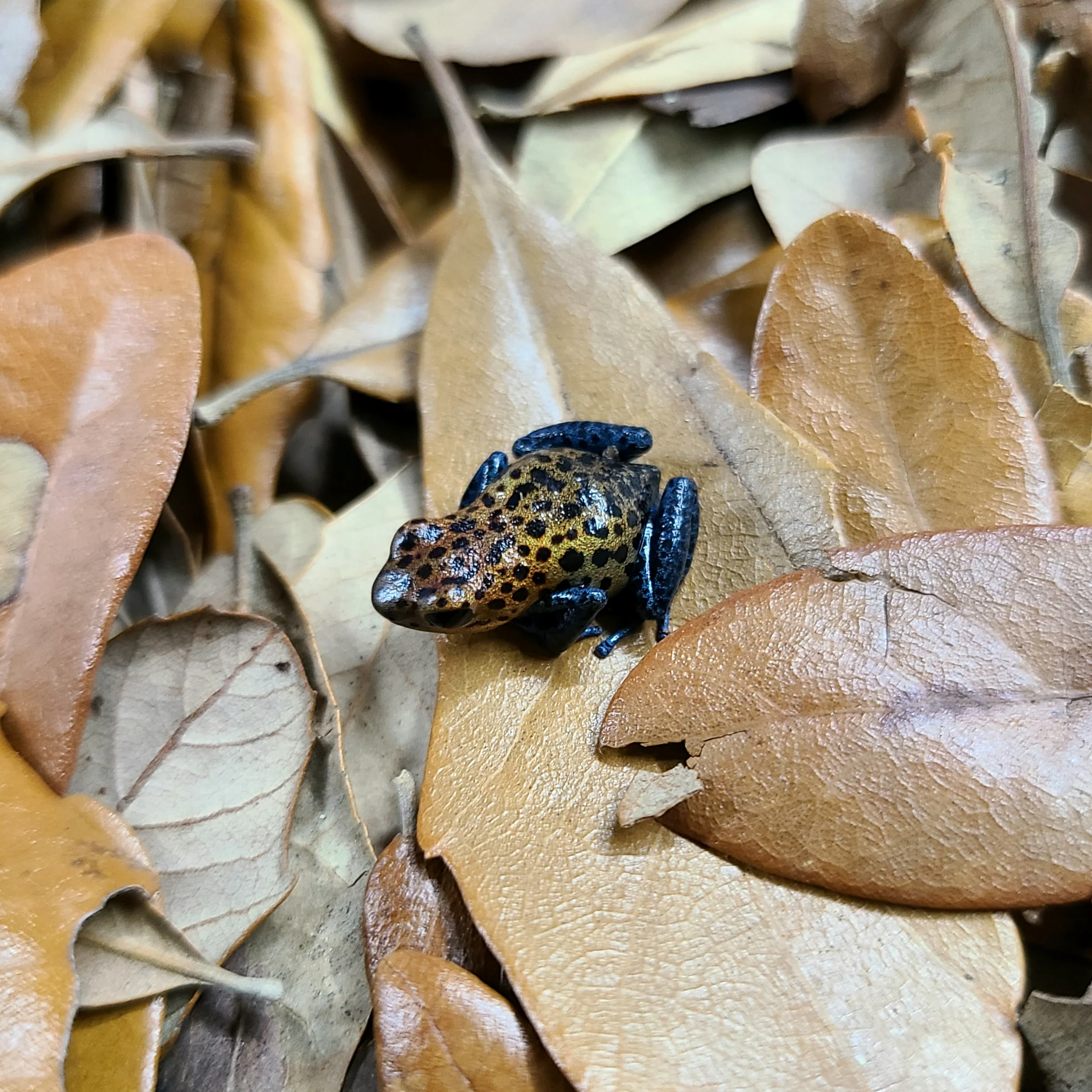 Oophaga pumilio "Valle Del Rey" - Image 7