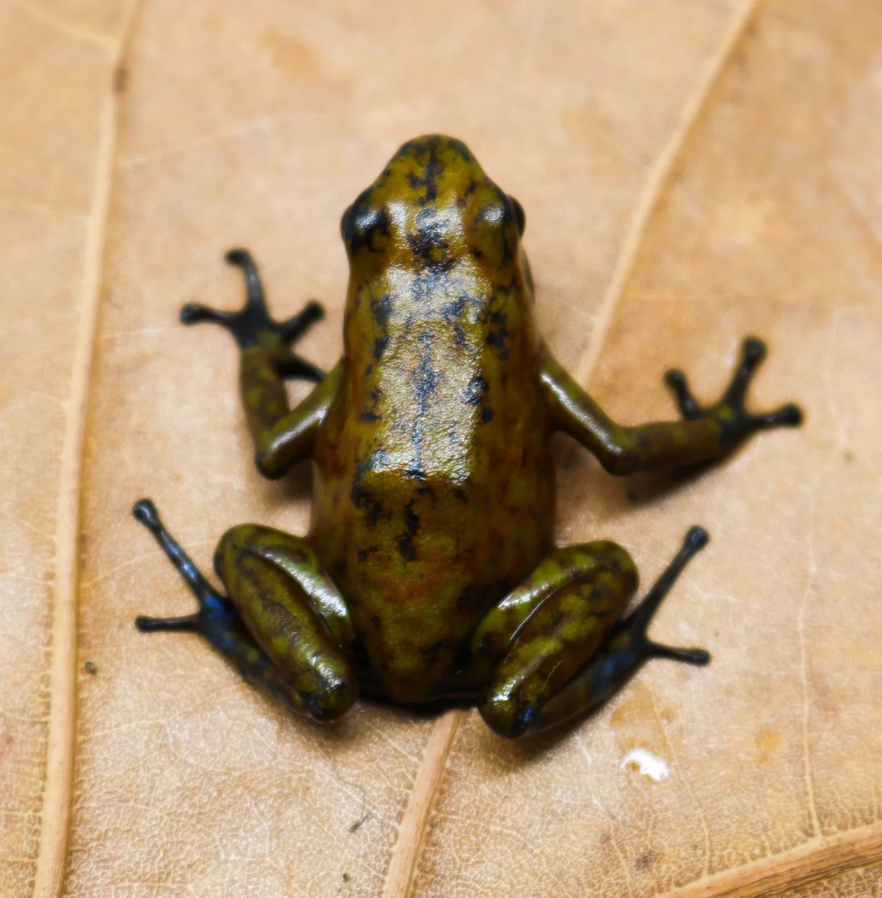 Oophaga sylvatica "Bilsa" - Image 2