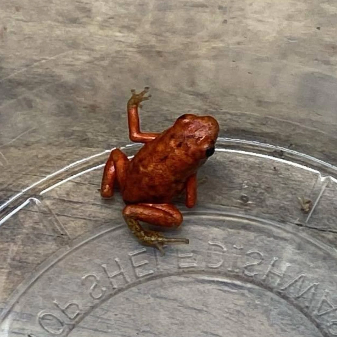 Oophaga sylvatica "San Lorenzo"