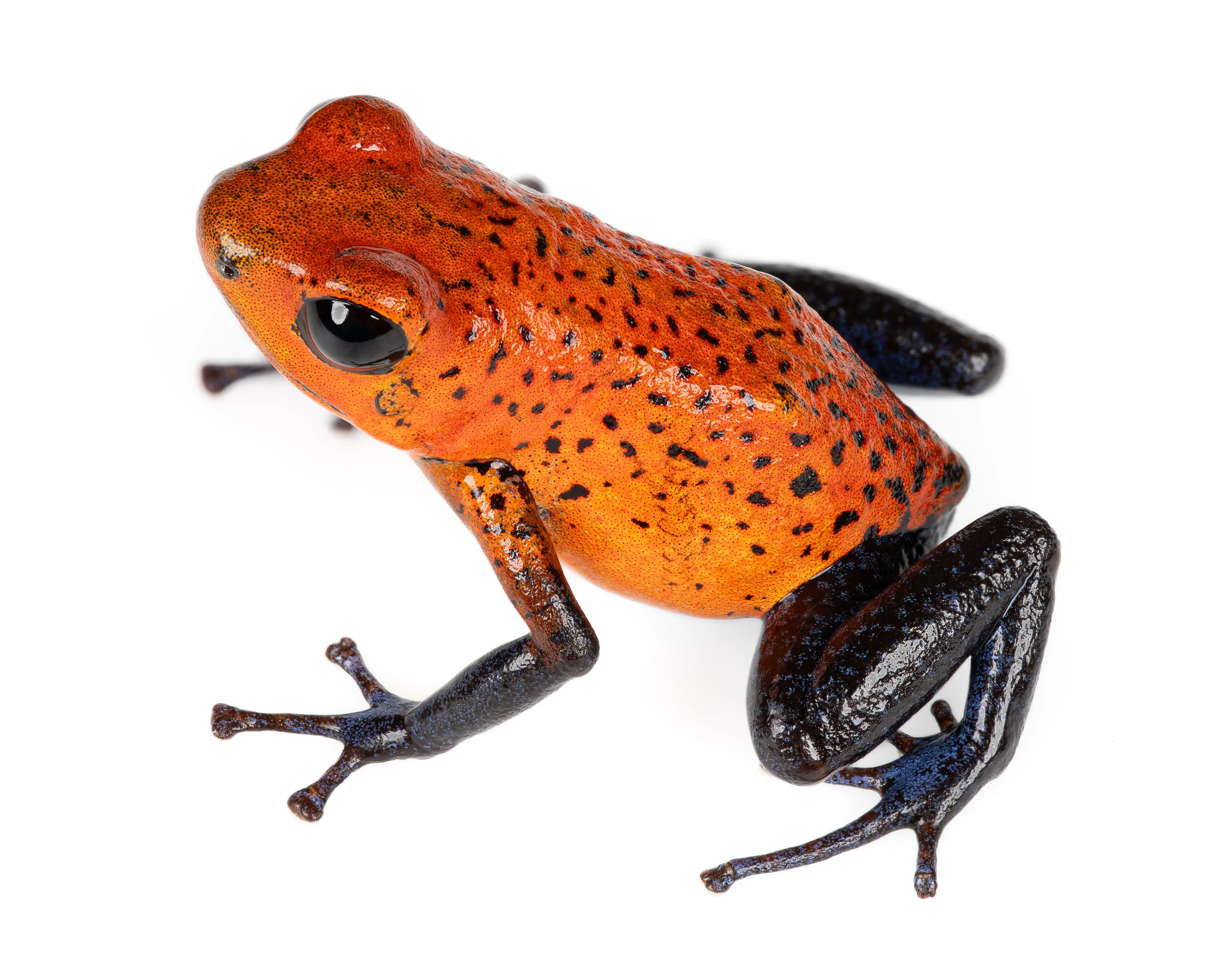 Oophaga typographica "Blue Jeans"