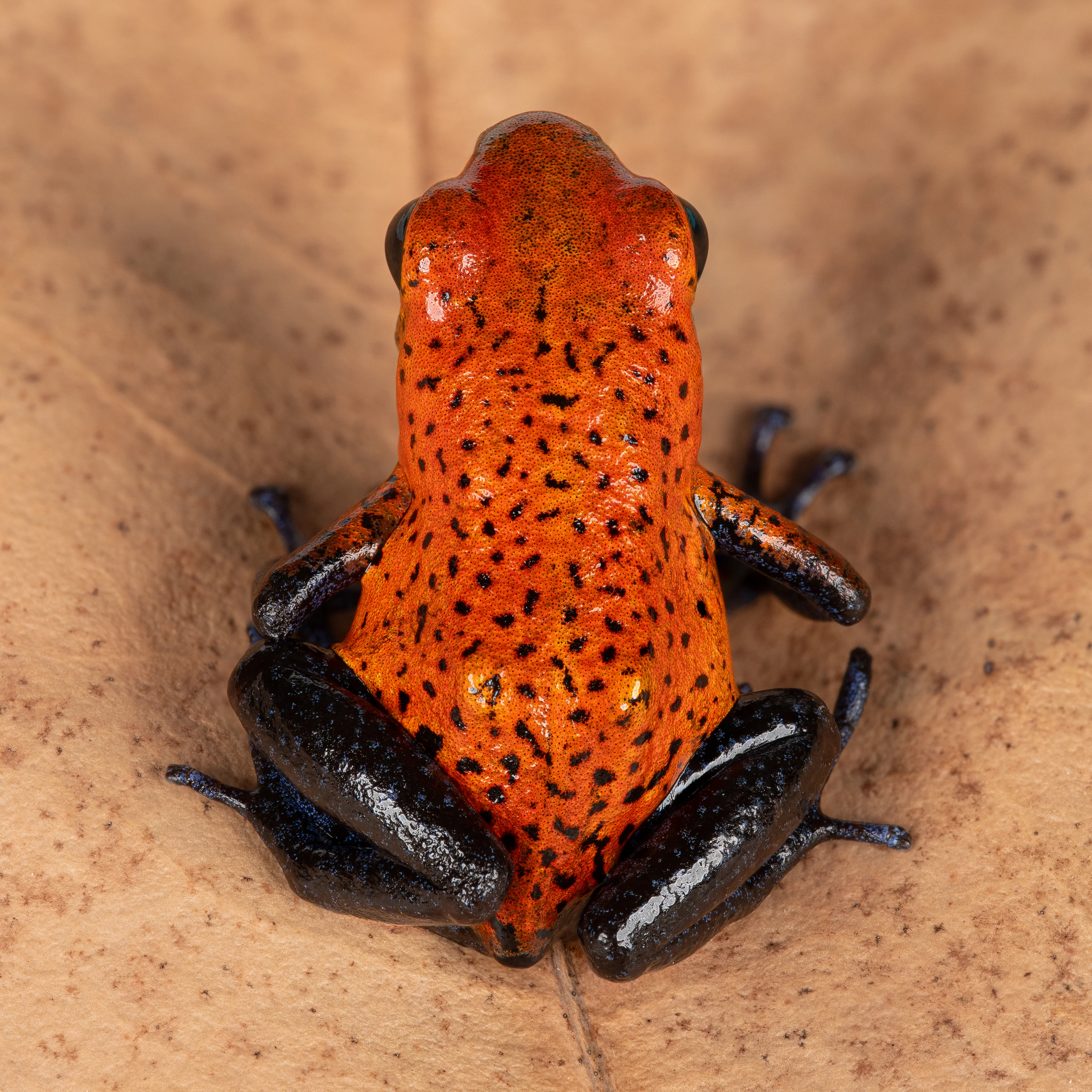 Oophaga typographica "Blue Jeans" - Image 2