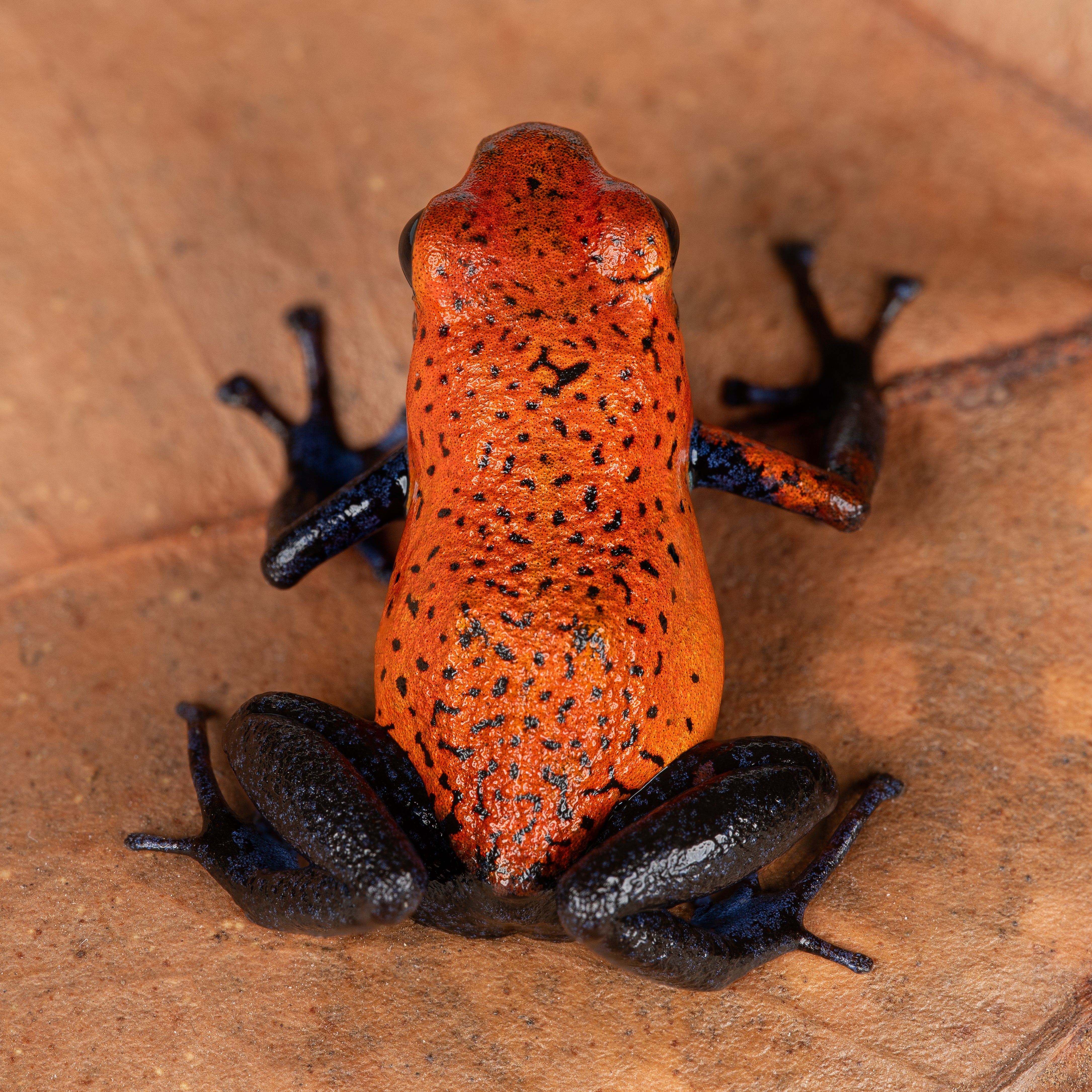 Oophaga typographica "Blue Jeans - Bartola" - Image 2