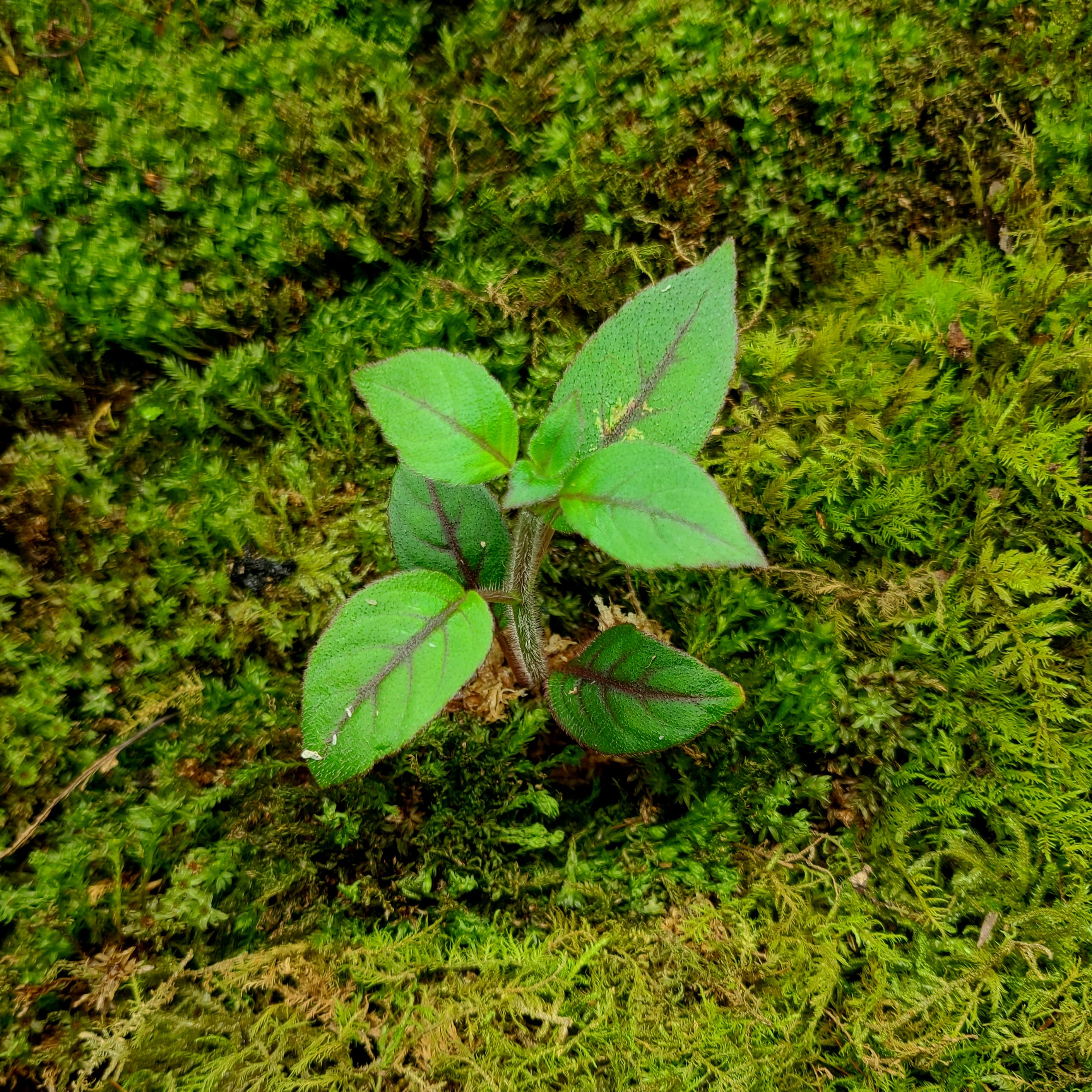Paradrymonia campostyla - Image 3
