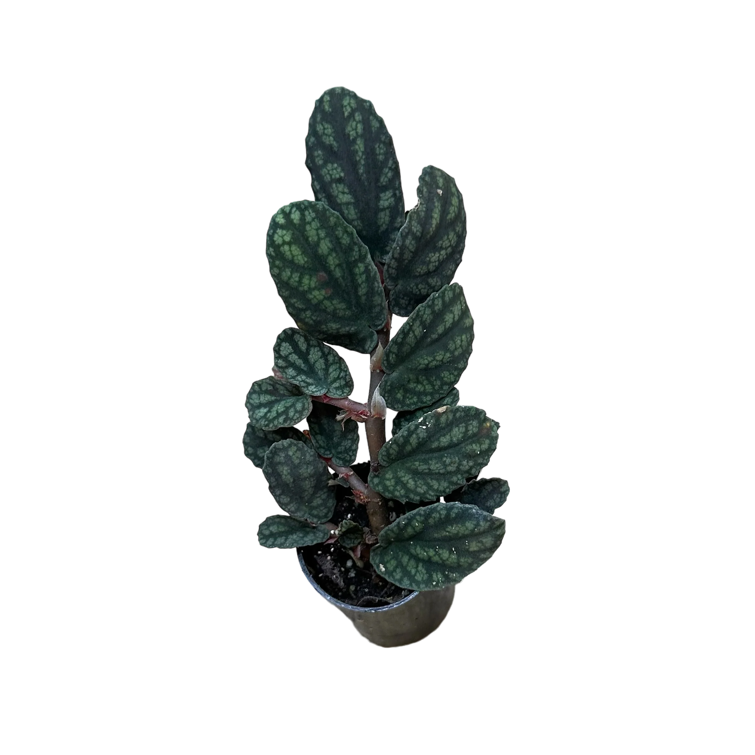 Procris (Pellionia) repens var. pulchra