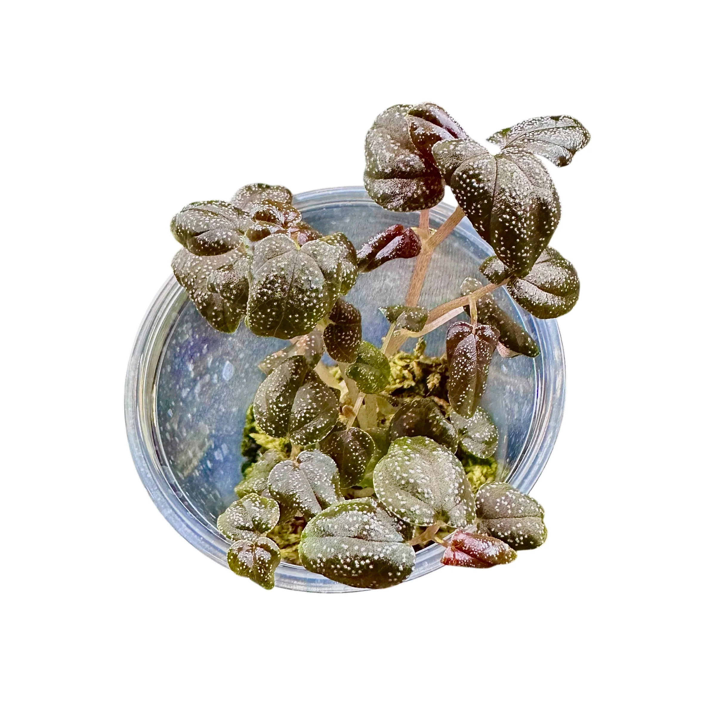 Peperomia antoniana