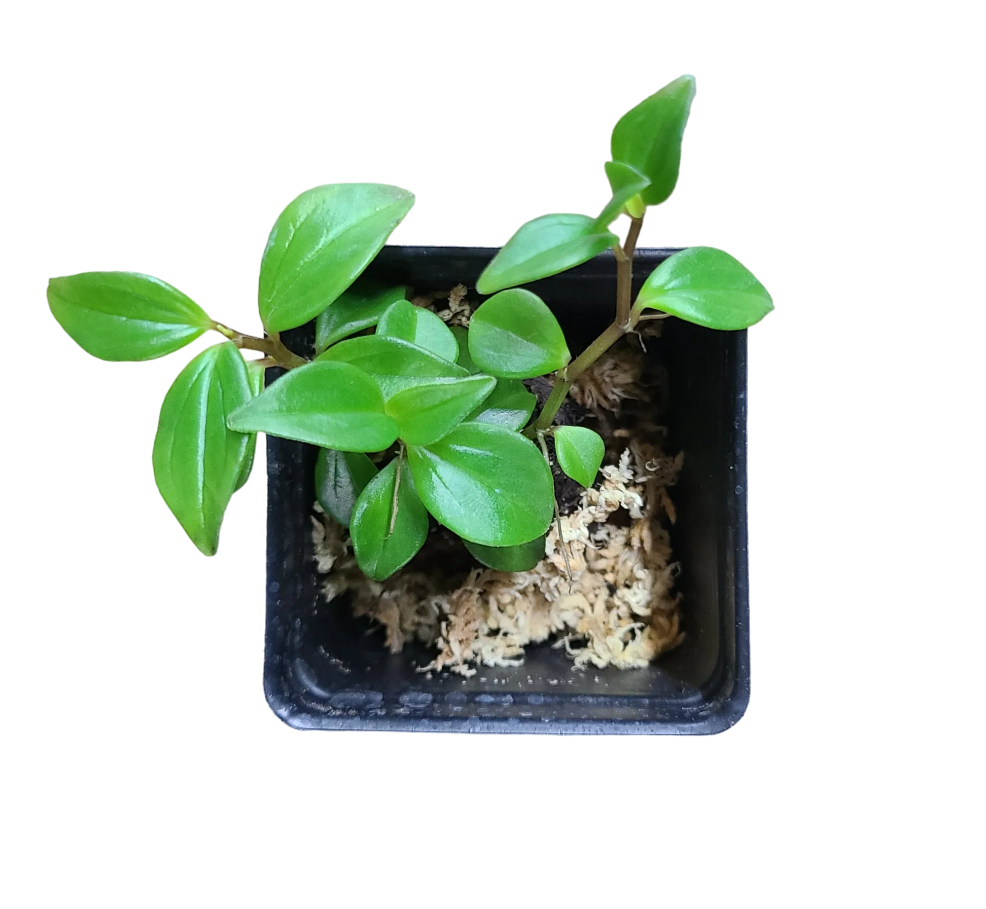 Peperomia trinervula - Image 2