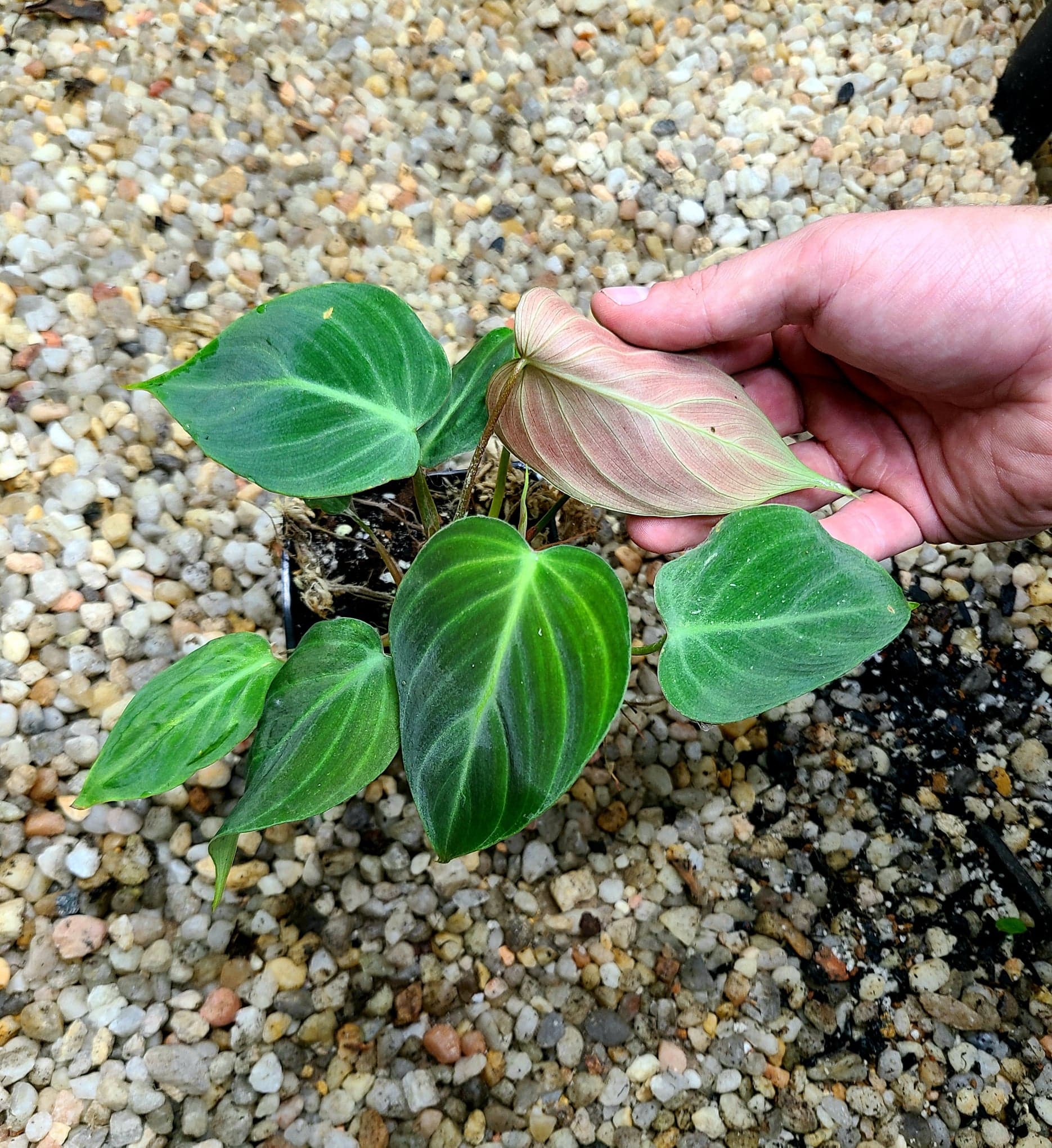 Philodendron El Choco Red - Image 2