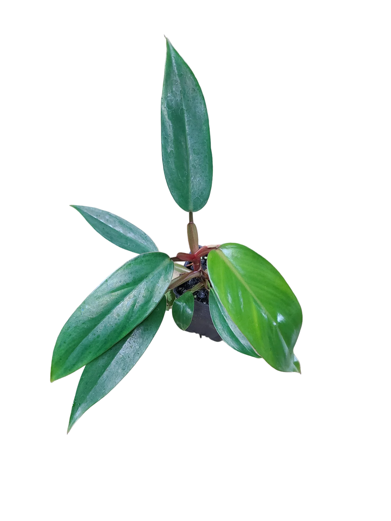 Philodendron erubescens "Red Emerald"