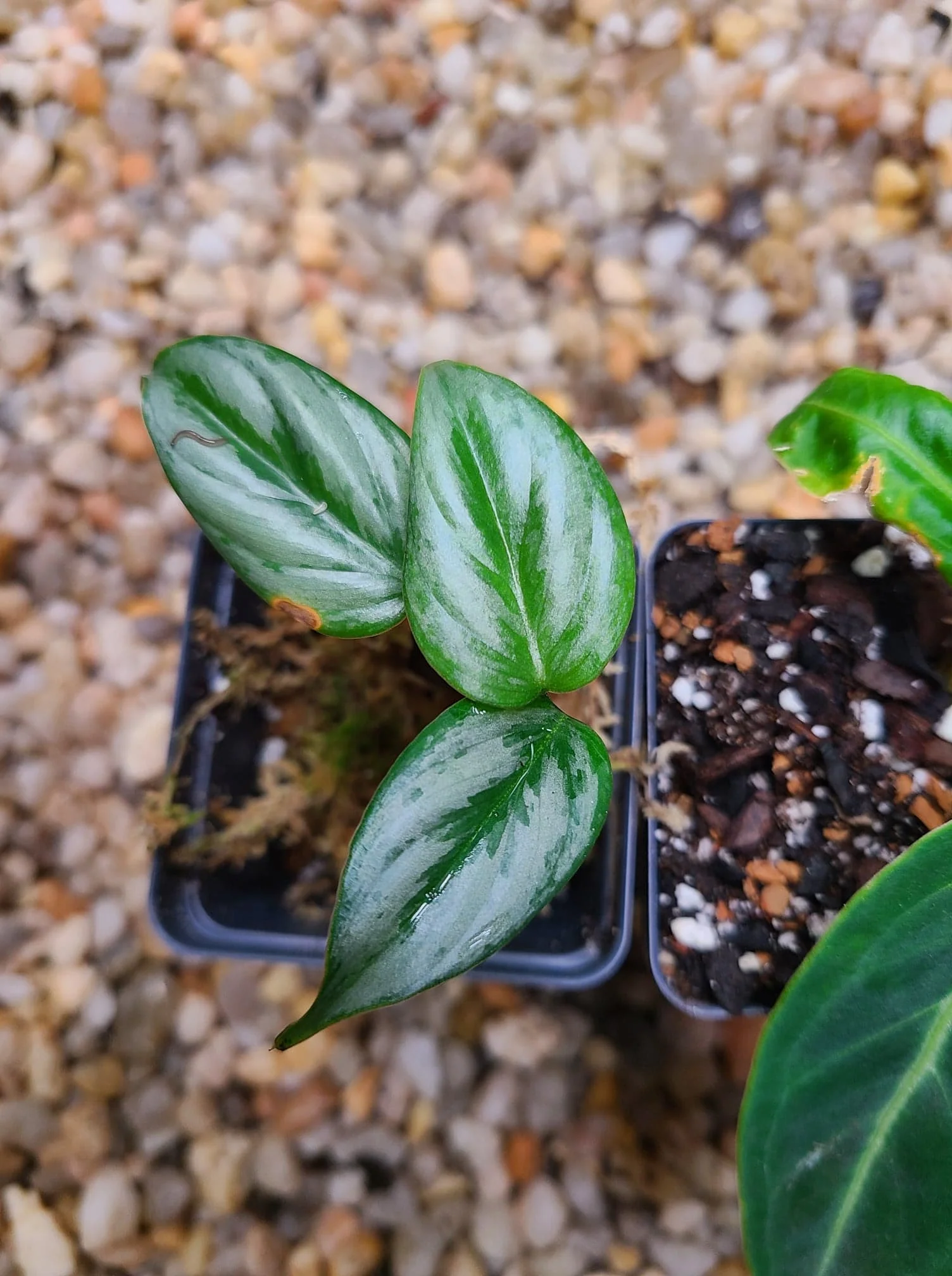 Philodendron ‘Sodirini’ - Image 2