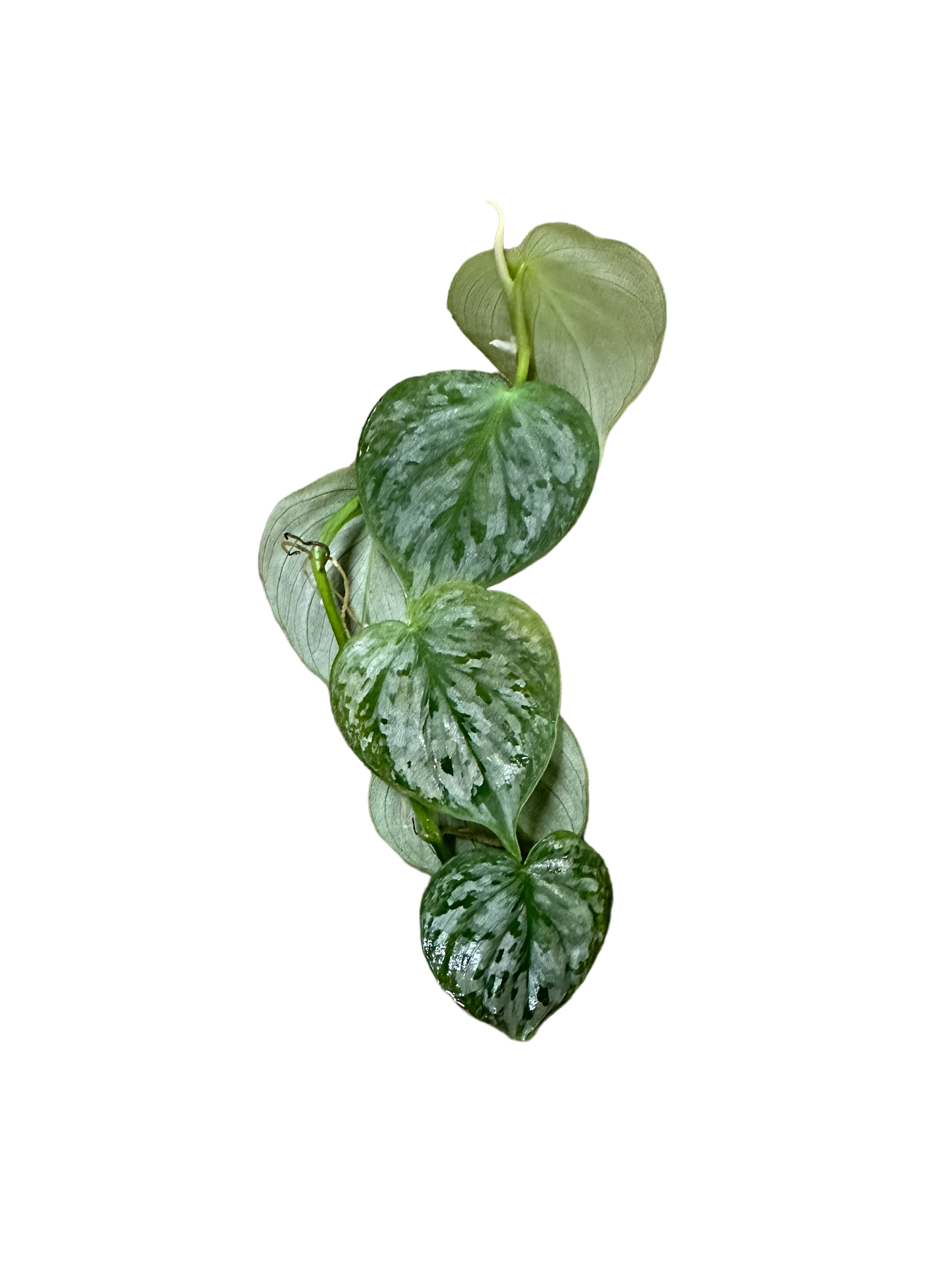 Philodendron sp. “Mottled Fitzcaraldo”