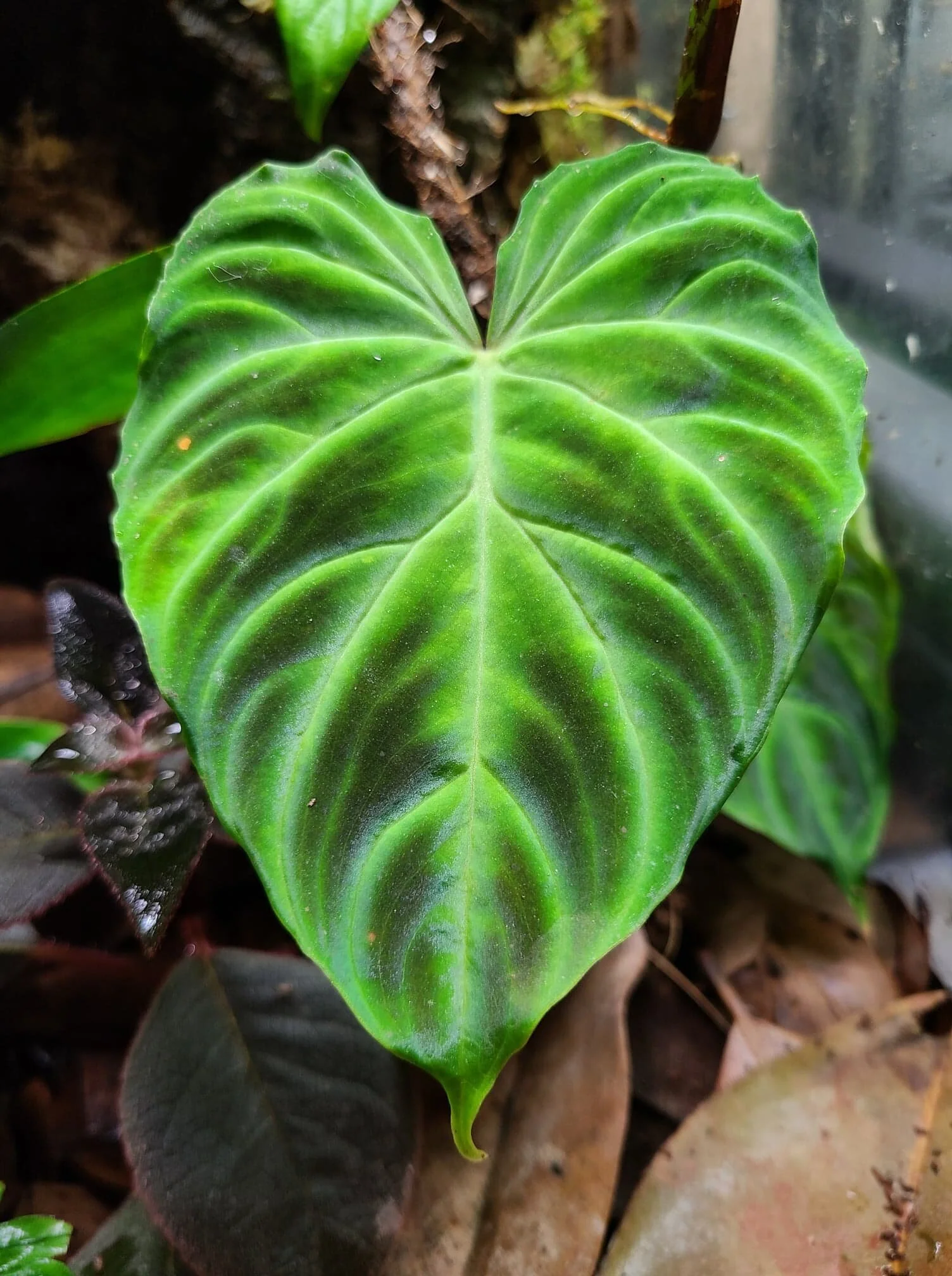 Philodendron verrucosum - Image 3