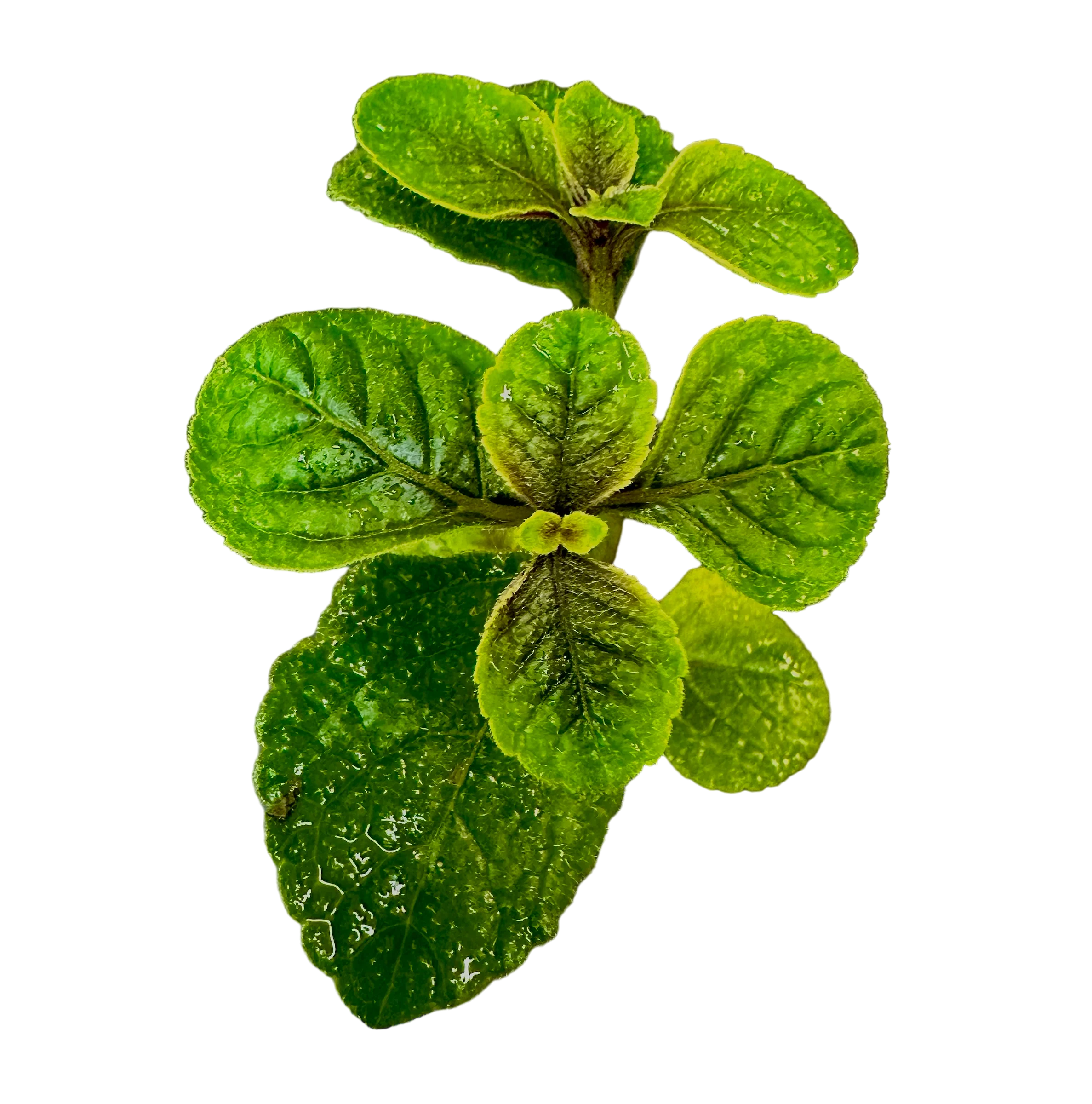 Plectranthus purpuratus “Purple”