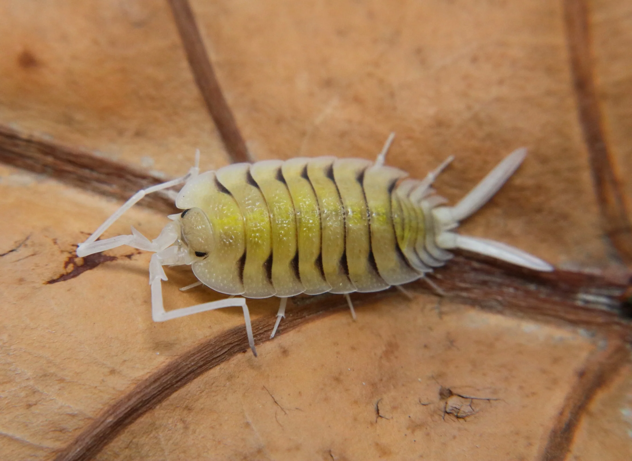 Porcellio bolivari "Bolivari" - Image 3