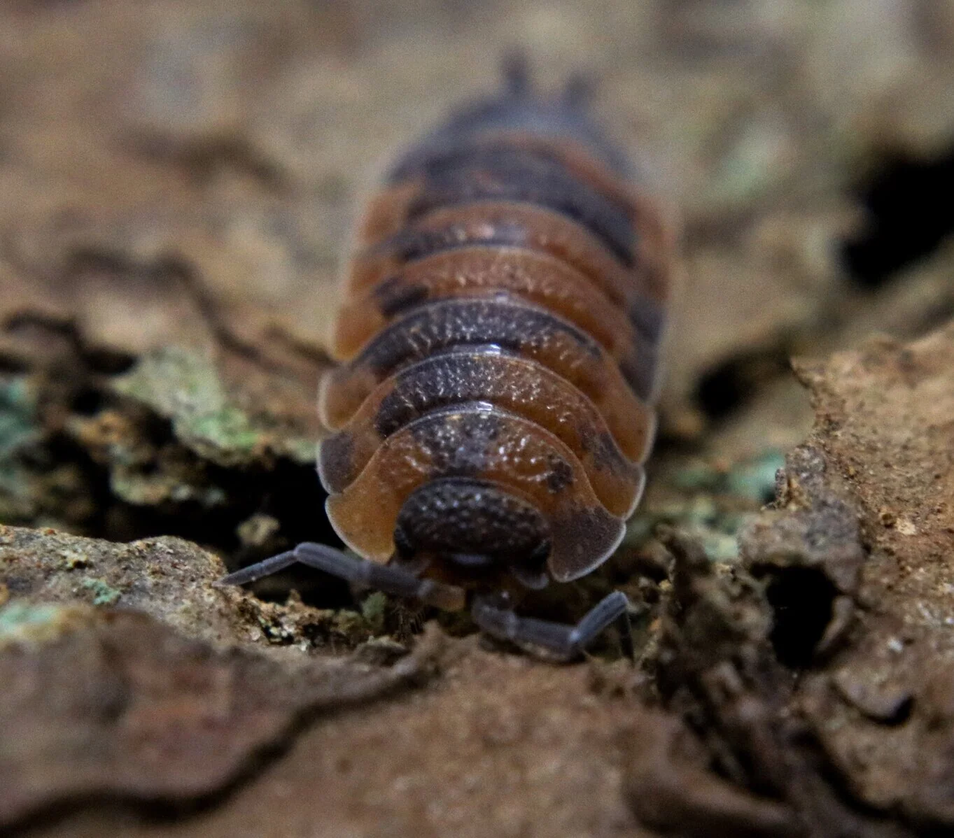 Porcellio scaber "Lava" - Image 2